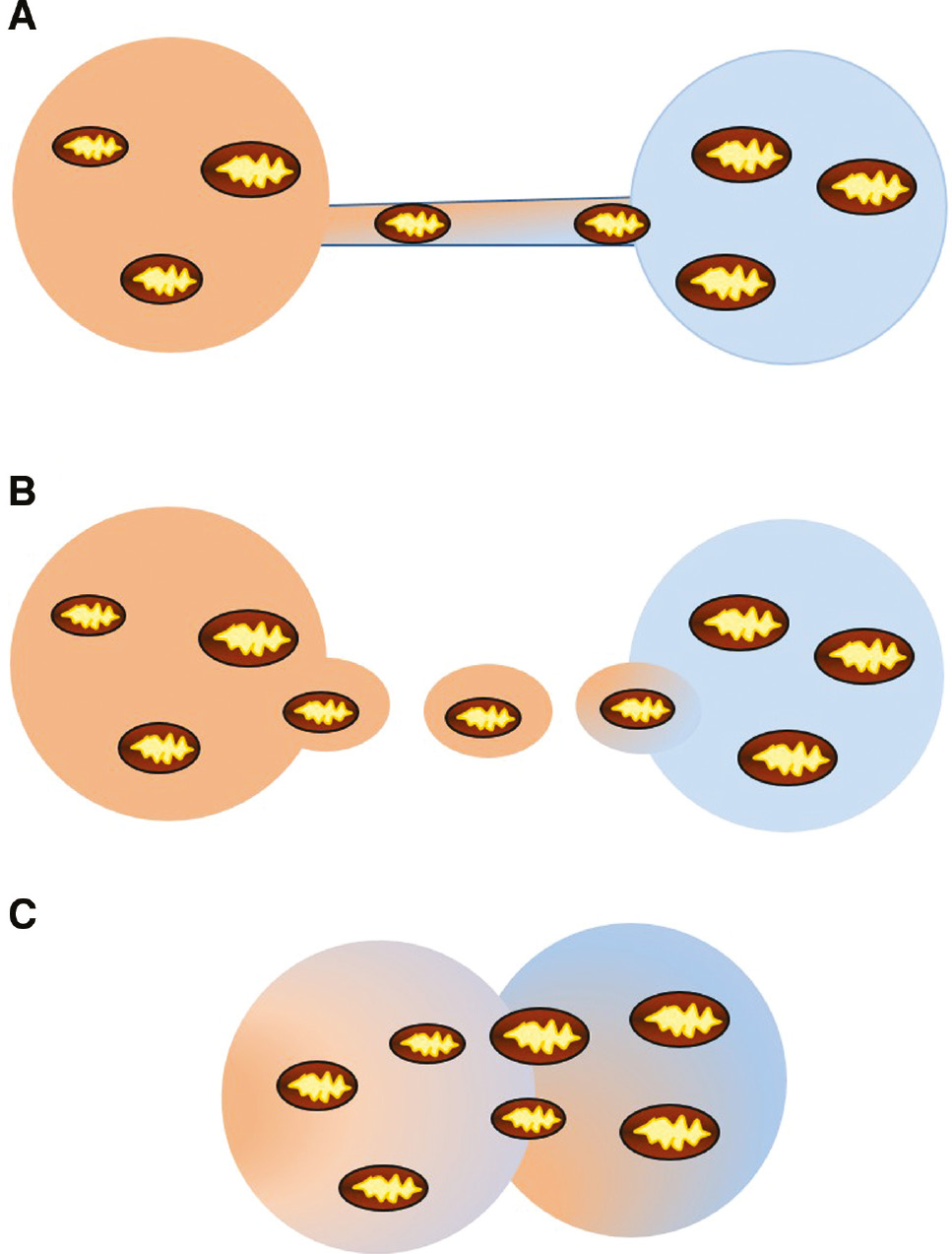 Figure 5: Mechanisms of mitochondrial transfer between cells.
Mitochondria can be transferred by (A) tunneling nanotubes, (B) extracellular vesicles or (C) cell fusion.