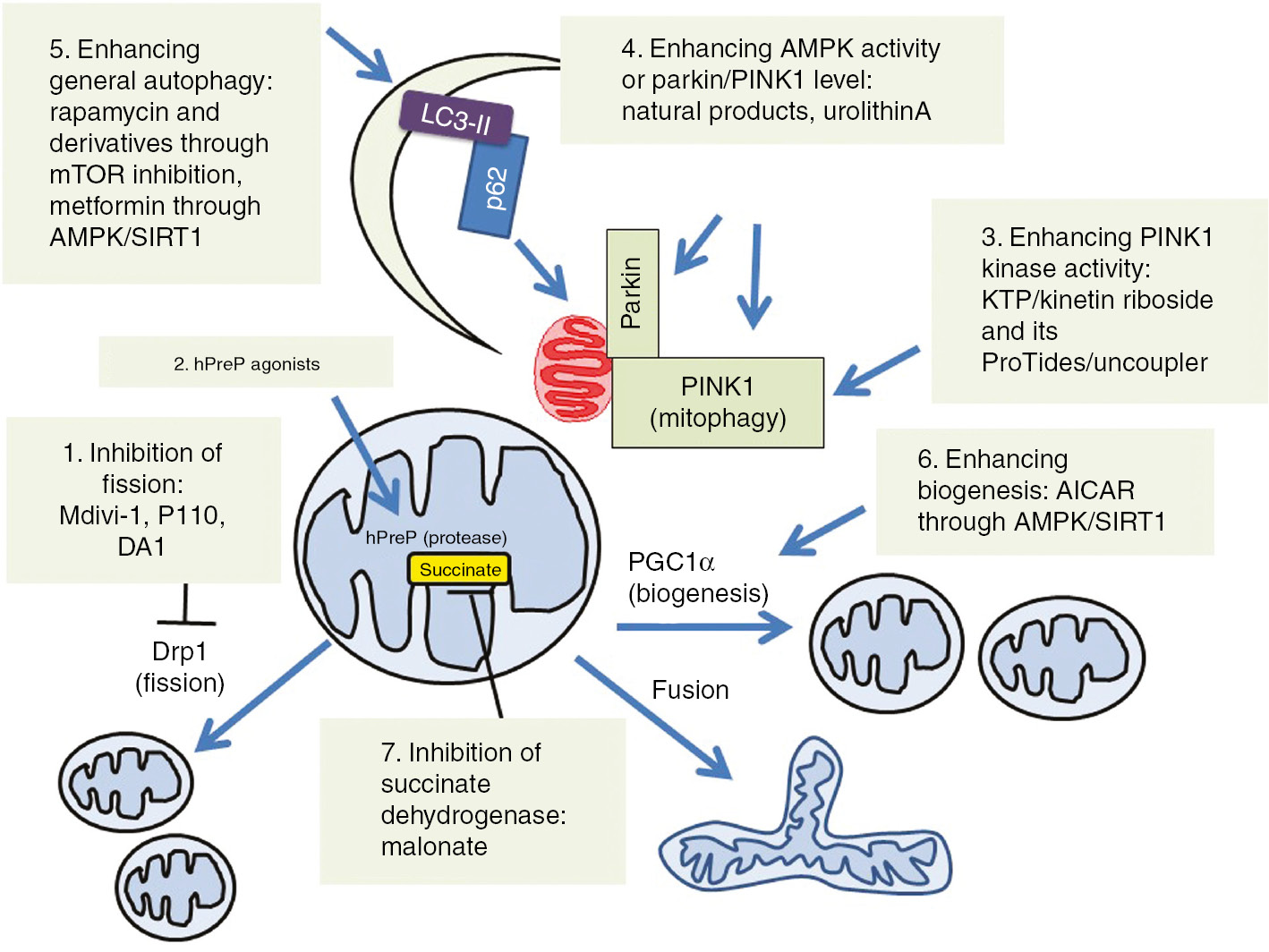 Figure 6: Metabolotherapies and mitochondria as a therapeutic target.
Efforts have been made to target mitochondria and mitochondrial quality control for therapeutic application to various diseases. Shown highlighted are those that inhibit fission, activate mitochondrial proteases, enhancing mitophagy, enhancing general autophagy, enhancing mitochondrial biogenesis and inhibition of the overproduction of the toxic TCA cycle metabolite succinate.