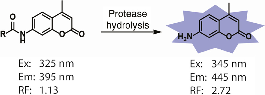 Figure 1: Fluorescent properties of 7-amido and 7-amino-4-methylcoumarin fluorophores.
The excitation maxima (Ex) and emission maxima (Em) of 7-amido and 7-amino 4-methylcoumarin are distinct. The relative fluorescence (RF) intensity of 7-amino-4-methylcoumarin is approximately 700-fold greater than that of an equimolar amount of 7-amido-4-methylcoumarin when excited at 380 nm and emission detected at 460 nm.