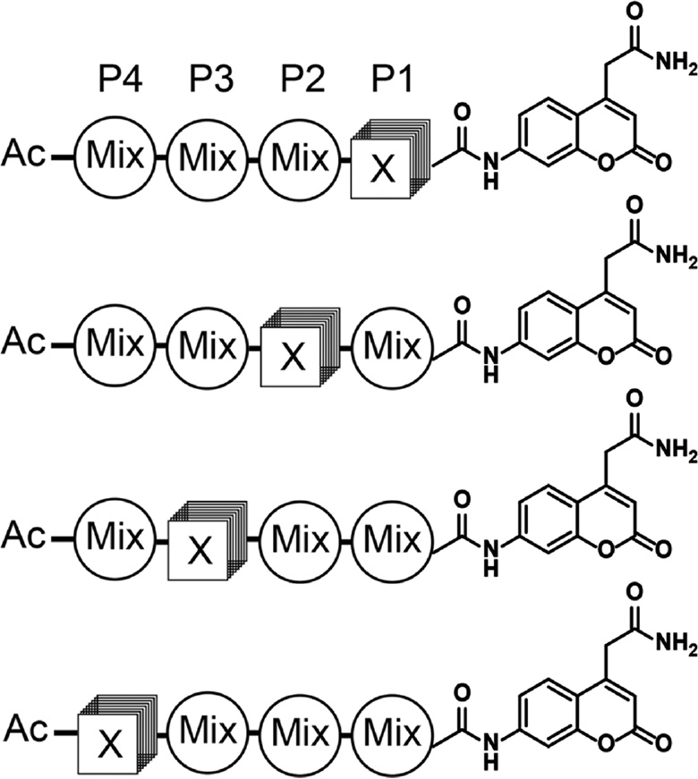 Figure 2: Positional scanning-substrate combinatorial library (PS-SCL) for mapping protease substrate preferences.
In each sub-library, a single position is fixed with a defined amino acid and the remaining positions mixed with equimolar concentrations of amino acids (minus cysteine and methionine to avoid oxidation). The 7-amino-4-carbamoylmethylcoumarin (ACC) reporter is conjugated to the C-terminus of the peptide library so that hydrolysis of each sub-library can be measured using a fluorescent plate reader. Ultimately, the optimal residues at each position (P1–P4) can be determined and then combined to make an optimal set of substrates for a given protease.