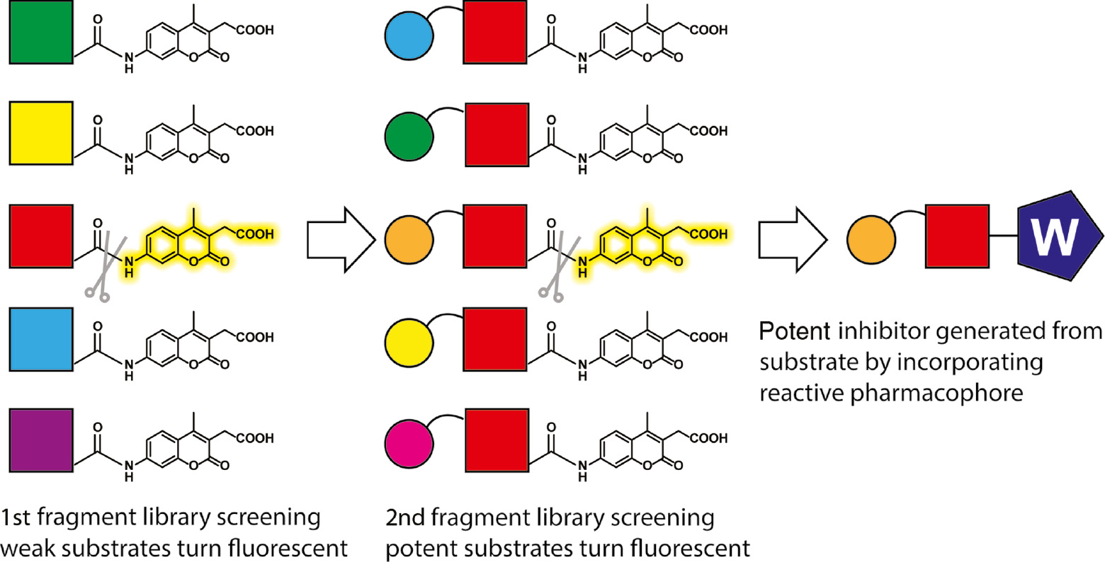 Figure 3: The substrate activity screening (SAS) method.
A library of N-acyl aminocoumarins with diverse, low-molecular-weight N-acyl fragments is prepared and screened to identify protease substrates that bind with low affinity (red colored). A focused library is synthesized based on the substrate identified from the initial screen, and this second library of closely related non-peptidic fragments is screened to identify potent protease substrates (orange+red colored). The most potent substrate can also be converted to an inhibitor or activity-based probe by replacing the coumarin reporter with a protease reactive pharmacophore (W).