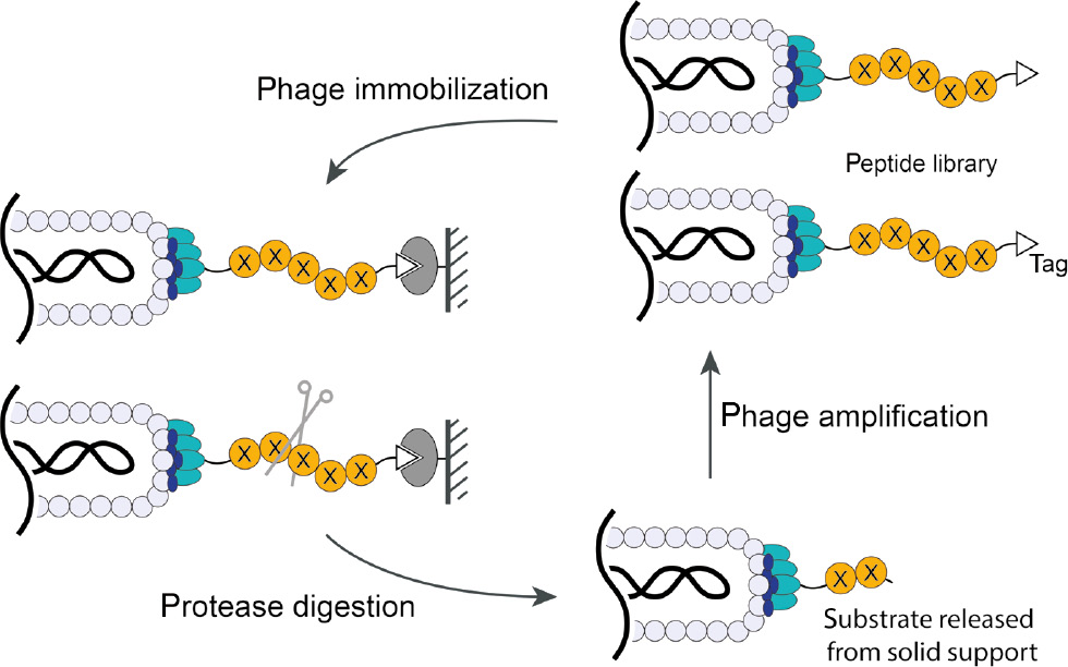 Figure 4: Schematic illustration of a phage-based approach to discover protease substrate peptides.
A random peptide library (X represents any canonical amino acid) and an affinity tag (for immobilizing phage on solid support) are fused to the N-terminus of phage pIII D1D2 domains. After absorbing phage onto a solid support and adding the protease of interest, phage containing peptides that are efficiently hydrolyzed by the protease are released, recovered and subjected to amplification. Iterative rounds of selection will identify specific peptide substrate sequences. Sequencing the phage pIII gene yields the identity of the corresponding optimal substrate peptides.