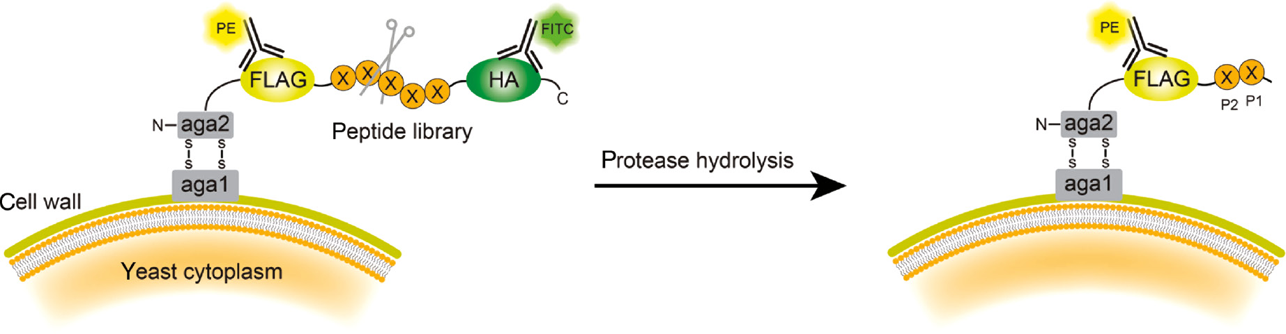 Figure 5: Schematic illustration of yeast endoplasmic reticulum sequestration screening (YESS) system.
The substrate peptide library cassette is fused to the C-terminus of the Aga2 protein and translocated to the ER secretory pathway. Interaction of the Aga2 with Aga1 protein displays the peptide on the yeast surface. When the peptide substrate is recognized and hydrolyzed by the protease, the HA tag is released. After staining with PE-labeled anti-FLAG and FITC-labeled anti-HA antibodies, FACS sorting isolates yeast cells containing only PE fluorescence. The identity of the peptide substrate can be determined by sequencing the peptide gene from the recovered yeast.