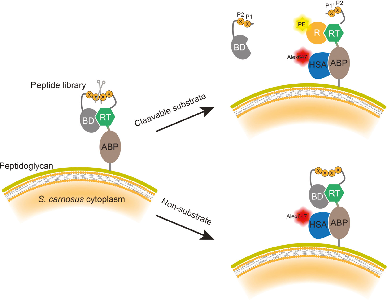 Figure 6: Schematic illustration of bacteria surface display for discovering protease substrates.
The substrate peptide library is inserted between a pair of interaction proteins consisting of a reporter tag (RT) and blocking domain (BD). When a peptide substrate is recognized and hydrolyzed by the protease, the BD domain diffuses away, allowing the PE fluorescently labeled reporter (R) domain to bind to the RT. The peptide expression level is quantified by measuring the expression of albumin binding protein (ABP), through its interaction with an Alexa647 fluorescently labeled affinity protein human serum albumin (HSA). After FACS sorting of bacteria carrying both PE and Alexa647 dyes, the substrate peptide sequences are determined by sequencing the peptide gene.