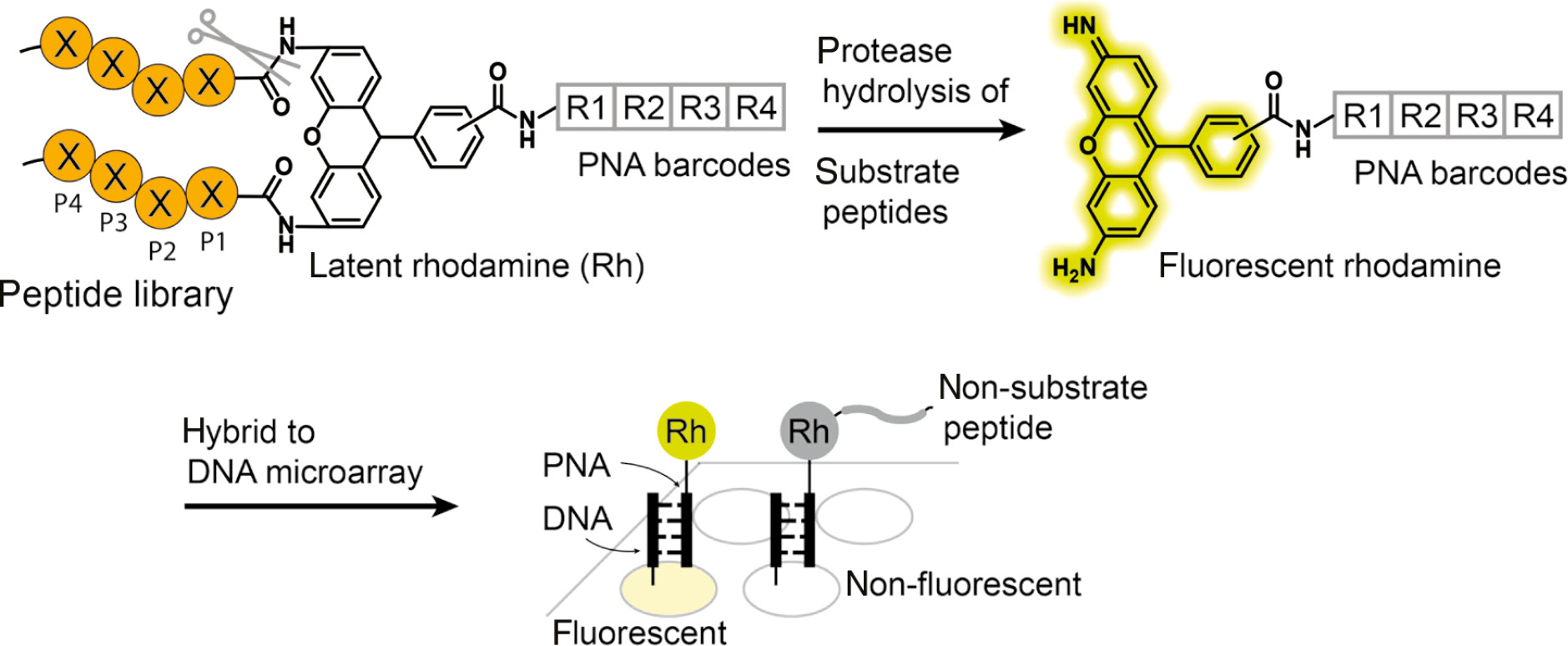 Figure 7: Schematic illustration of peptide nucleic acid (PNA)-tagged synthetic peptide libraries for discovering protease substrates.
Rhodamine-based fluorogenic substrates encoded with PNA tags are chemically synthesized and treated with a protease of interest. Recognition by the protease results in the hydrolysis of the C-terminal amide bonds to generate free amino-rhodamine, which becomes fluorescent. After hybridization to the DNA microarray and fluorescent scanning, the sequence of the substrate peptide is deconvoluted by way of the DNA sequence information of the fluorescent array spots.