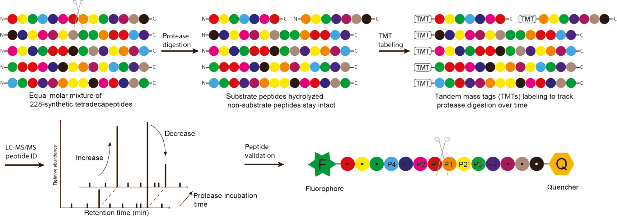 Figure 8: Schematic illustration of quantitative multiplex substrate profiling by mass spectrometry (qMSP-MS).
A mixture of synthetic peptide libraries is treated with and without the protease of interest. Substrate peptides that are hydrolyzed expose fresh free amino groups at the N-terminus, which are further labeled with different tandem mass tags (TMT) over various timepoints. After being subjected to tandem mass spectrometric analysis, the full-length peptide substrates and their hydrolysis fragments are analyzed to reveal the sequence of the substrate peptides. The substrate sequence is resynthesized as a fluorescently quenched peptide and treated with the protease for validation of the peptide sequence.