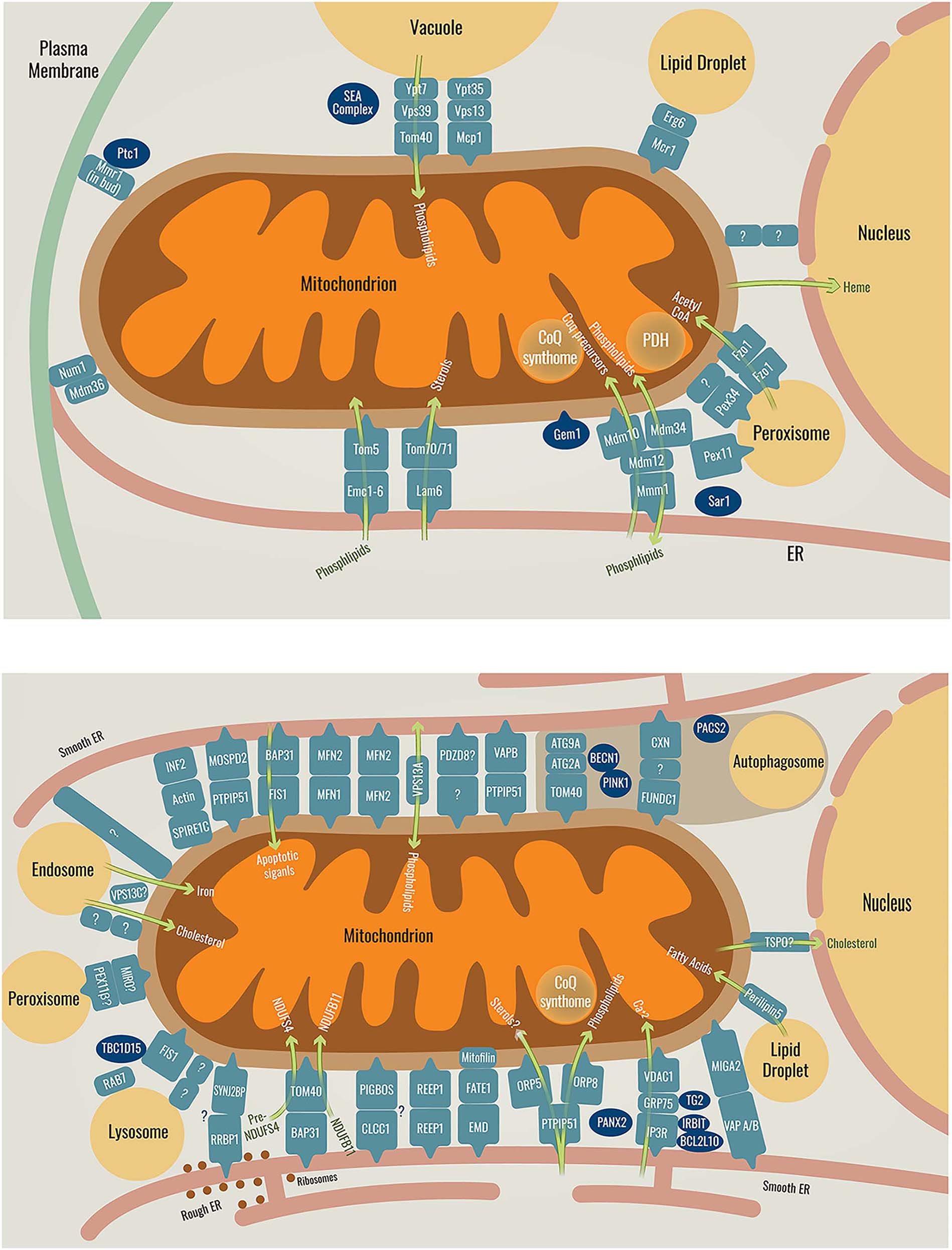Figure 1: Schematic representation of the known mitochondrial contact sites and their resident tethers in yeast (top) or in mammals (bottom), as well as their functions. Tethers are shown in pale blue, regulators are shown in dark blue and the green arrows represent the function of the tether they pass through. The brown area in the mammalian cell contains the tethers and regulators responsible for autophagosome formation or inhibition. Proteins with a question mark are yet to be identified or fully proven. For more regulators in ER-mitochondria contacts see (Csordás et al. 2018). Full names of the depicted proteins can be seen in Table 1.