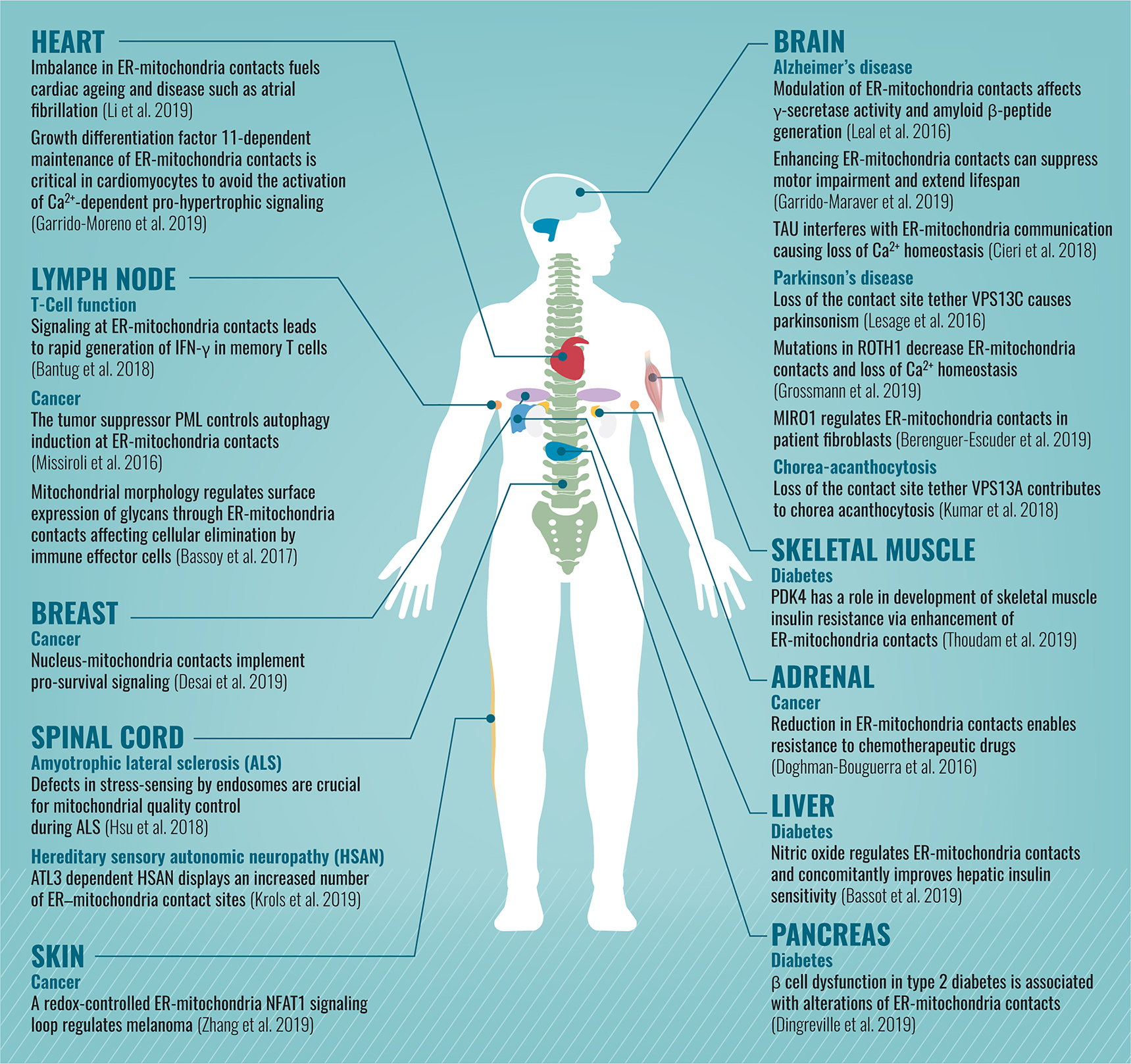 Figure 2: Schematic description of diseases (divided by the affected organs) that are associated with alterations in mitochondrial contact sites.