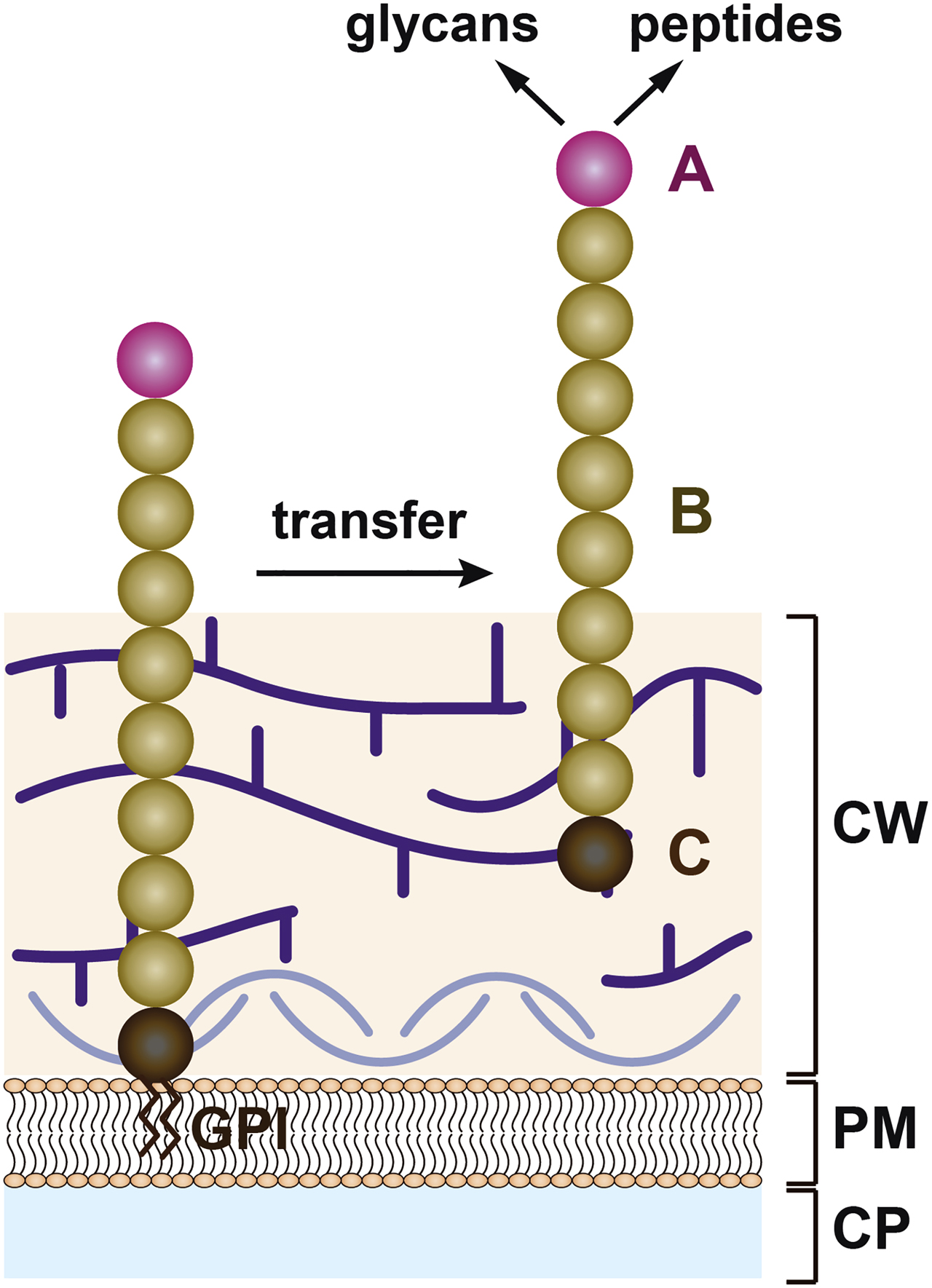 Figure 1: General architecture and cell wall transfer of fungal GPI-anchored adhesins.The N-terminal domain for adhesion to glycans or peptides (A) is shown in magenta, the highly glycosylated and repetitive middle domain (B) is presented in beige, and the C-terminal domain harbouring the GPI-anchor (C) is shown in brown. The cell wall (CW) is shown in pink with the beta-glucan network presented in purple and the chitin layer in light blue. The plasma membrane (PM) and cytoplasm (CP) are indicated. Further details are described in the text.