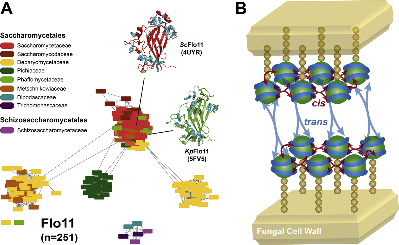 Figure 3: The class of Flo11-like fungal adhesins.Left, the SSN of the Flo11 domain protein family (IPR018789, E-value cut-off 10−15) shows that family members are restricted to both the orders of Saccharomycetales and Schizosaccharomycetales. The two structures from S. cerevisiae (red) and K. pastoris (green) show two surface-exposed aromatic bands (turquoise), which have been claimed to mediate interactions with hydrophobic surfaces as well as with other Flo11-like adhesin domains (right). Sc, Saccharomyces cerevisiae; Kp, Komagataella pastoris.