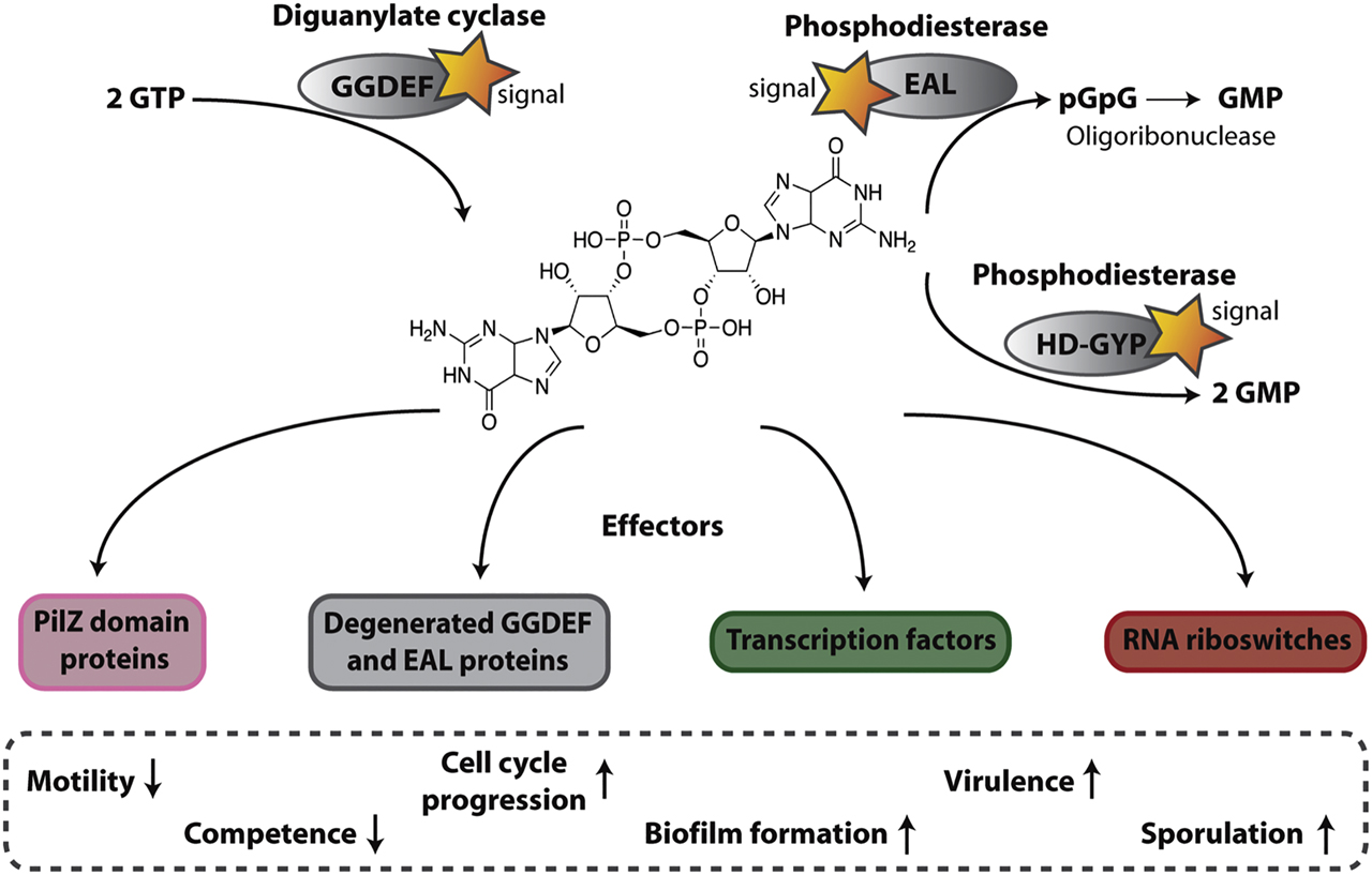 Figure 1: General mechanism of c-di-GMP signaling networks.See text for details.