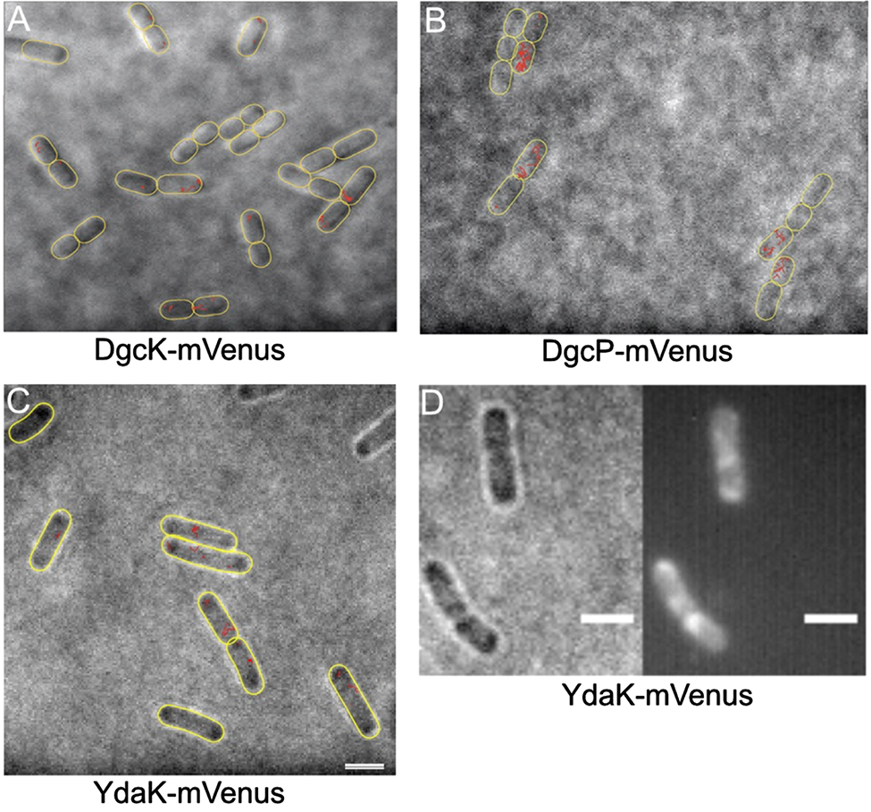 Figure 3: Localization and dynamics of DGCs and c-di-GMP receptor using single molecule tracking (SMT) in Bacillus subtilis.(A–C) Tracks (marked in red) of single molecules, captured every 15 ms. Note that DgcK and YdaK show small displacements, often at the cell poles, while DgcP moves faster, and throughout the cells. Outlines of cells are indicated by yellow ovals, images overlays of bright field images, and tracks. Note that especially DgcK is present at very low molecule numbers, such that a considerable fraction of cells does not contain any molecules. (D) Sum of 2000 frames of molecules imaged by SMT, note that only statically positioned molecules yield sufficient contrast to be displayed. White bars represent 2 µm.