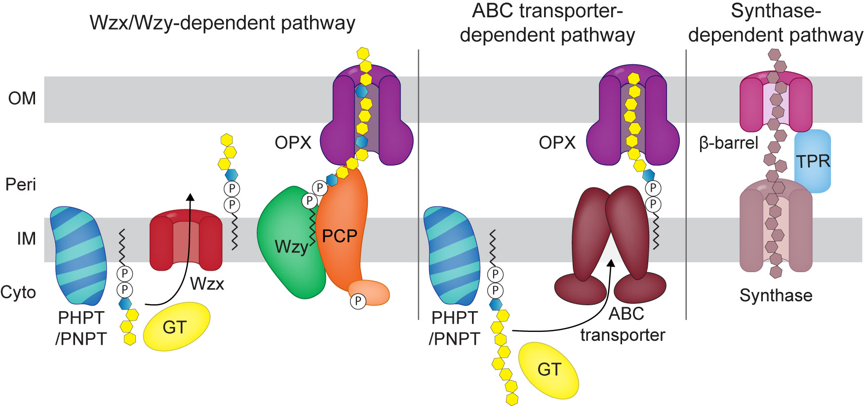 Figure 1: General overview of the Wzx/Wzy-, the ABC transporter- and the synthase-dependent pathways for surface polysaccharides biosynthesis in Gram-negative bacteria.For simplicity only one GT is shown per pathway. In the schematic of the Wzx/Wzy-pathway, the light orange symbol indicates the tyrosine kinase associated with some PCPs. See text for details.