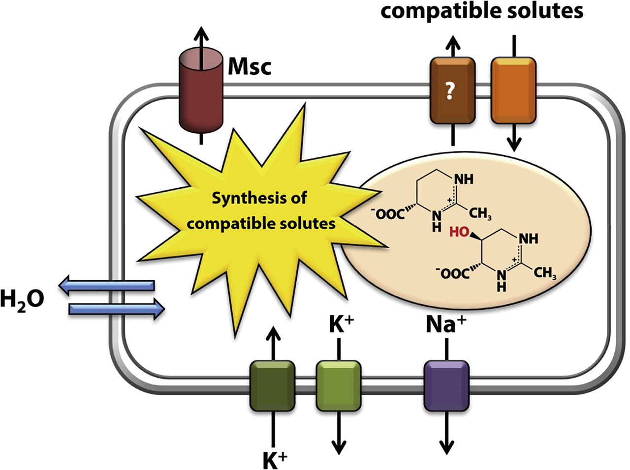 Figure 1: The core of the salt-out osmostress response. Shown are the systems that mediate cellular import of K+ under acute osmotic stress as an immediate adjustment response and those that allow it extrusion once the cell begins with the import and/or synthesis of compatible solutes (e.g., ectoine and its derivative 5-hydroxyectoine) (Bremer and Krämer 2019; Wood 2011). Cells also seem to possess efflux systems for compatible solutes, probably a measure to fine-tune turgor when the cell elongates and doubles its volume prior to division (Czech et al. 2016; Vandrich et al. 2020). Cells maintain very low intracellular Na+ concentration through dedicated export systems as this ion, in contrast to K+, is cytotoxic (Danchin and Nikel 2019). Overall, cells that use the salt-out osmostress response, in contrast to those that use high concentrations of K+/Cl− to balance the osmotic gradient (the salt-in response) (Gunde-Cimerman et al. 2018), strive to prevent the development of a long-lasting high-ionic strength cytoplasm. The accumulation of compatible solutes is a key component of the acclimatization to both acute and sustained high osmolarity surroundings by microbial cells (Bremer and Krämer 2019; Wood 2011). The designation Msc represents MscS- and MscL-type mechanosensitive channels serving as safety valves for the rapid release of ions and organic solutes upon sudden osmotic down-shocks (Booth 2014).