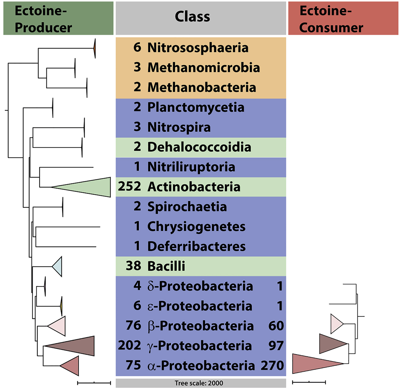Figure 2: Phylogenetic distribution of ectoine-producing and ectoine–consuming microorganisms. The phylogenomic association of ectoine-producing and ectoine-consuming microorganisms was built on a recently reported data-set (Mais et al. 2020). In this dataset, 665 bacterial and 11 archaeal ectoine-producing microorganisms, and 429 ectoine consuming bacteria are represented. Collectively, in these 1105 microorganisms, 96 bacteria are found that both synthesize and consume ectoine. Ectoine producers were identified in the database search through the presence of the signature gene (ectC) for the ectoine synthase when juxtapositioned to other ectoine biosynthetic genes (ectAB) (Czech et al. 2018a, 2019a). Ectoine consuming bacteria were identified through the presence of juxtapositioned genes (eutD/eutE) for the central catabolic enzyme bi-module, the ectoine hydrolase (EutD) and the DABA-deacetylase (EutE) (Mais et al. 2020). For the studied 1105 microorganisms, 16S-rRNA data were collected and represented as collapsed clades. The scale is given as the number of changes between the corresponding DNA-sequences.