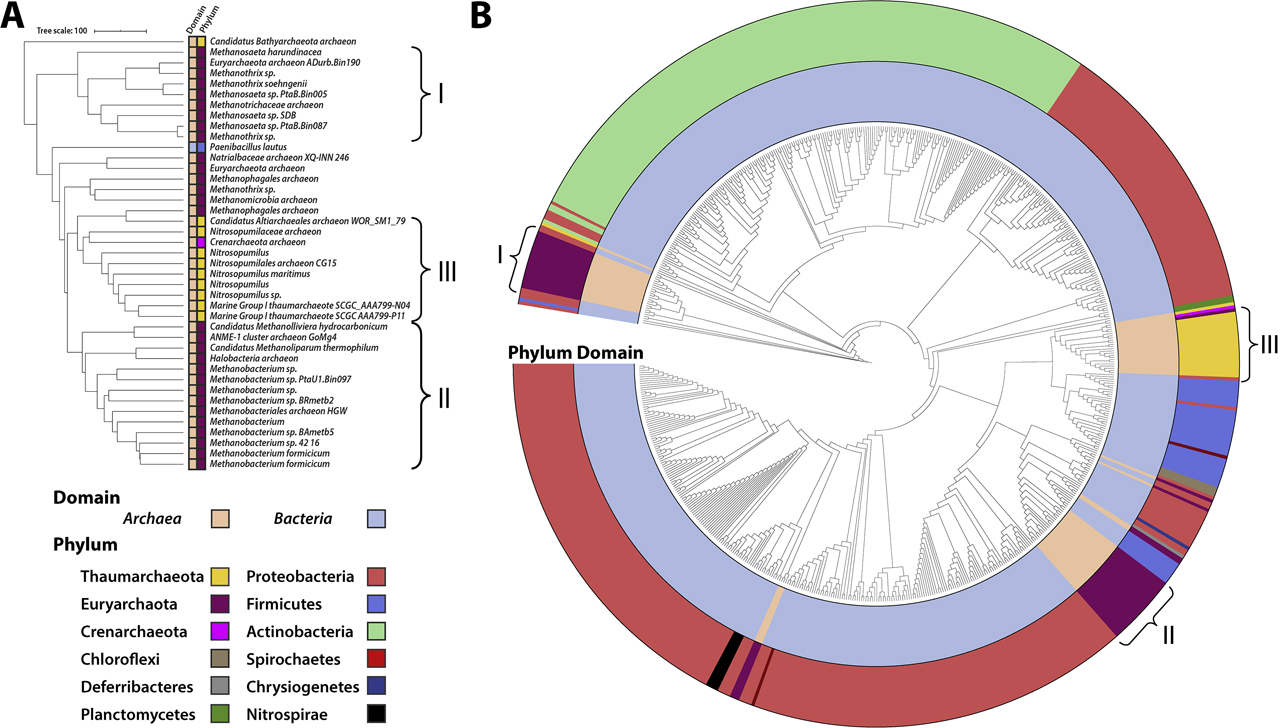 Figure 3: Phylogenetic analysis of EctC-type proteins. (A) 40 EctC-type proteins from Archaea were identified in the NCBI database using the EctC ectoine synthase from Paenibacillus lautus as the search query. The amino acid sequences of these proteins were aligned using Clustal O (Sievers et al. 2011) and the data from this alignment are graphically represented using the iTOL tool (Letunic and Bork 2016). Phylogenetic affiliations of microorganisms to different phyla are shown by color-code as listed in the figure. The scale of the tree is given as amino acid changes between the sequences. (B) The 40 archaeal EctC-type proteins found in the NCBI database were added to the previously assembled dataset of EctC-type proteins by Czech et al. (2018). The protein sequences were aligned with Clustal O (Sievers et al. 2011) and graphically represented with the iTOL tool (Letunic and Bork 2016). Phylogenetic affiliations of microorganisms to different domains and phyla are shown by color-code as listed at the bottom of the Figure. For simplicity, the names of the ectC-possessing microorganisms were left out.