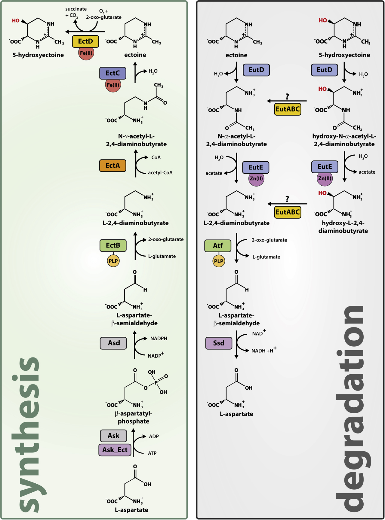 Figure 4: Ectoine metabolism. The green and grey boxes show the pathways enabling biosynthesis and degradation of ectoine/5-hydroxyectoine, respectively. Both can be thought as opposites of one another. Note: The biosynthesis pathway employs γ-ADABA as unique intermediate, while the degradation pathway relies on the α-ADABA. As discussed in the text, the latter isomer is critical for the genetic regulation of ectoine metabolism.