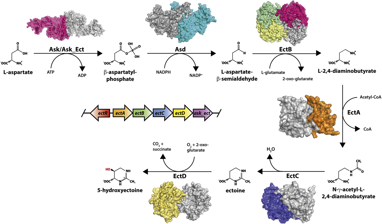 Figure 5: Structural enzymology of ectoine/5-hydroxyectoine biosynthesis. l-aspartate is transformed to ß-aspartylphosphate by either a general aspartokinase (Ask), or a specialized aspartokinases (Ask_Ect) (Stöveken et al. 2011). The shown structure of the Ask_Ect from K. sedentarius, a marine actinobacterium and opportunistic pathogen (Sims et al. 2009), was modeled on a crystallized aspartate kinase from Synechocystis sp. PCC 6803 (PDB: 3L76) (Robin et al. 2010). The intermediate ß-aspartylphosphate is then further transformed to l-aspartate-ß-semialdehyde by an aspartate semialdehyde dehydrogenase (Asd). The Asd protein originating from the ect cluster of K. sedentarius was modeled on the aspartate semialdehyde dehydrogenase from M. tuberculosis (PDB: 3TZ6) (Vyas et al. 2012). The ectoine/5-hydroxyectoine biosynthetic gene cluster (ask_ect-asd-ectABCD) from K. sedentarius is the only one of which we are aware in which the genes for the two enzymes required for the synthesis of the ectoine biosynthetic precursor, l-aspartate-ß-semialdehyde, are jointly present. L-2,4-diaminobutyric acid (DABA) aminotransferase EctB: (PDB: 6RL5); DABA-acetyltransferase EctA (PDB: 6SLL); ectoine synthase EctC (PDB: 5ONM), ectoine hydxroxylase EctD (PDB: 4Q5O). Details on the features of these crystal structures are given in Table 1. In the middle of the figure, the genetic organization of the ect gene cluster from Acidiphilium cryptum is shown (Moritz et al. 2015). The ectR gene (shown in red) encodes a MarR-type repressor protein (EctR) that is involved in the transcriptional control of a considerable number of ectoine biosynthetic gene clusters (Czech et al. 2018a; Mustakhimov et al. 2010).