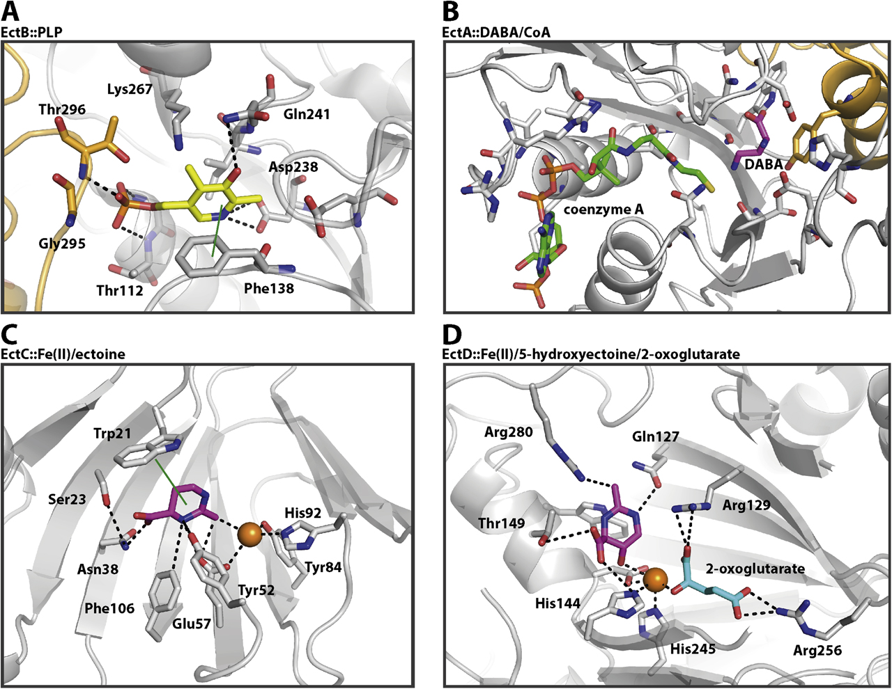 Figure 6: Structural views into the active sites of ectoine/5-hydroxyectoine biosynthetic enzymes. (A) The crystal structure of the dimeric EctB enzyme from C. salexigens was solved in complex with the cofactor PLP (yellow sticks) which is tightly coordinated by amino acid residues originating from both monomers, highlighted as orange (monomer 1) and grey sticks (monomer 2) (PDB: 6RL5) (Hillier et al. 2020). (B) The EctA enzyme from P. lautus was crystallized in complex with DAB (PDB: 6SL8) and CoA (PDB: 6SK1). An overlay of both structures with CoA depicted as green and DAB as pink sticks is shown. The DAB binding site also involves a Tyr-residue from the second monomer (shown as an orange stick) (Richter et al. 2020). (C) The ectoine synthase EctC from P. lautus is shown in complex with ectoine (pink sticks); the amino acid residues involved in ectoine and iron binding are shown as sticks and iron is represented by an orange sphere (PDB: 5ONO) (Czech et al. 2019a). (D) The ectoine hydroxylase, EctD, from S. alaskensis is depicted in complex with the reaction production 5-hydroxyectoine (pink sticks) and the co-substrate 2-oxoglutarate (blue sticks). Amino acids involved in ligand binding are shown as grey sticks, and the iron catalyst is represented by an orange sphere (PDB: 4Q5O) (Höppner et al. 2014).