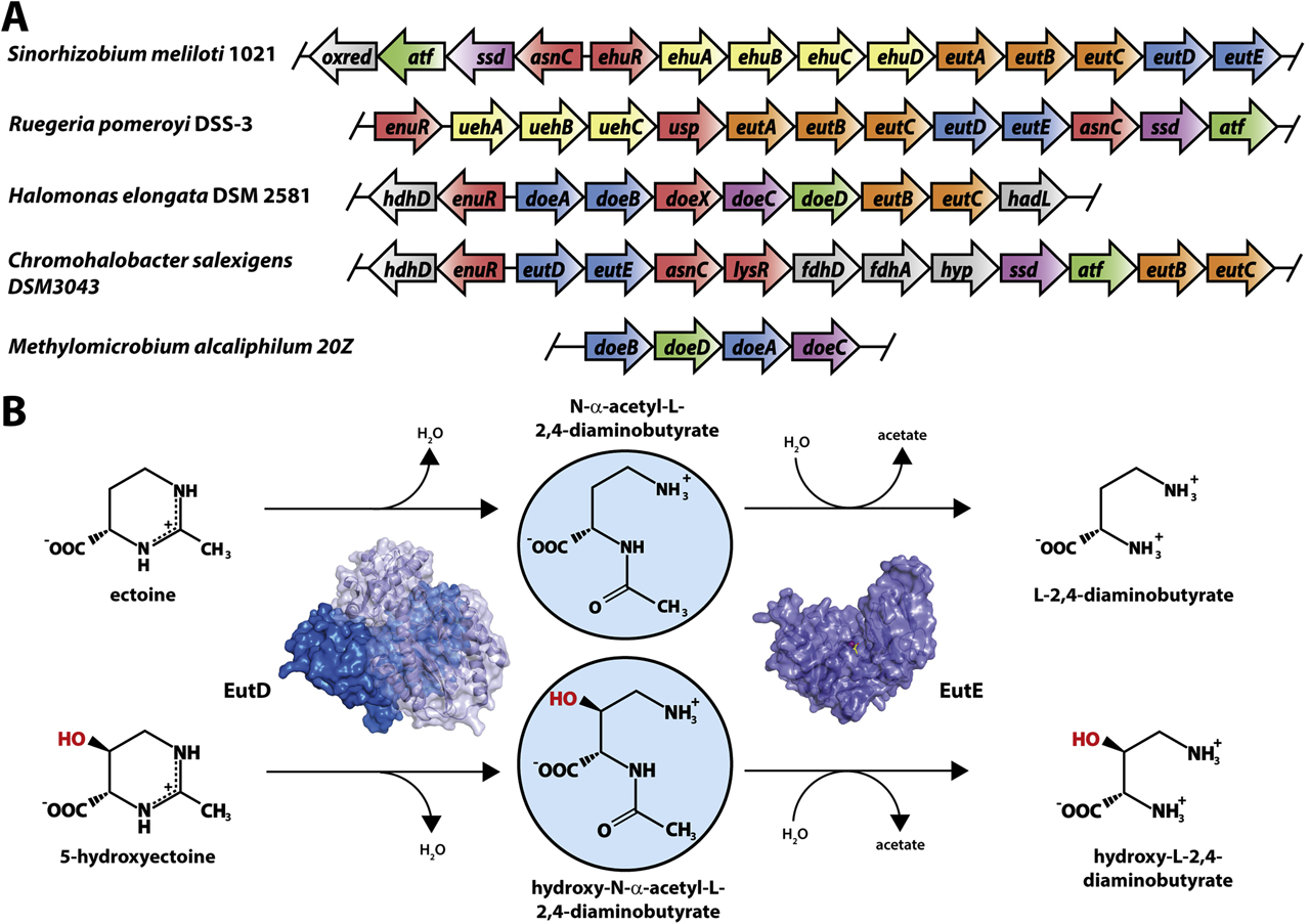 Figure 7: Genetic organization and structural enzymology of ectoine catabolism. (A) Schematic illustration of the ectoine catabolic gene clusters from S. meliloti (Jebbar et al. 2005), H. elongata (Schwibbert et al. 2011), C. salexigens (Vargas et al. 2006), R. pomeroyi (Schulz et al. 2017b) and M. alcaliphilum (Reshetnikov et al. 2020). (B) Pathway for the catabolism of ectoine via N-α-acetyl-L-2,4-diaminobutyrate to L-2,4-diaminobutyrate and for the degradation of 5-hydroxyectoine via hydroxy-N-α-acetyl-L-2,4-diaminobutyrat to hydroxy-L-2,4-diaminobutyrate. EutD: ectoine/5-hydroxyectoine hydrolase; EutE: N-α-acetyl-L-2,4-diaminobutyrate/hydroxy-N-α-acetyl-L-2,4-diaminobutyrat deacetylase. The crystal structures of the H. elongata EutD protein in complex with ectoine and the Glu-255-ADABA adduct (PDB: 6TWK) was used to visualize the dimeric protein assembly. The crystal structure of the R. pomeroyi EutE ADABA deacetylase in complex with the reaction products DABA and acetate (PDB: 6TWM) was used to visualize the monomeric protein. Mais et al. (2020) reported all mentioned crystal structures of the EutD and EutE proteins and details on the features of these crystal structures are given in Table 2.