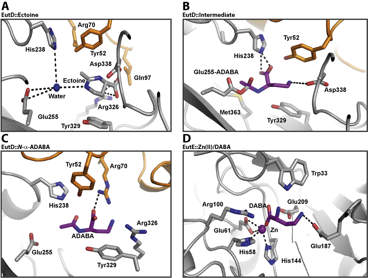 Figure 8: Structural views into the active sites of ectoine/5-hydroxyectoine degrading enzymes. (A) Architecture of the H. elongata ectoine/5-hydroxyectoine hydrolase (EutD). The active site_I of the dimeric EutD enzyme is shown in complex with ectoine. EutD accommodates a catalytically active water molecule by hydrogen bonds to His-238. The substrate ectoine is kept in place by hydrogen bonds to Arg-326 (PDB: 6TWK). (B) A view into the active site_II of the H. elongata EutD protein subsequent to ectoine hydrolysis and formation of the Glu-255-ADABA adduct. This covalent intermediate is tethered via an orthoester-like bond to the amino acid side chain of Glu-255 (PDB: 6TWK). (C) In the backward reaction of the H. elongata EutD enzyme (α-ADABA was provided during crystallization), the Glu-255-ADABA adduct is found in one active site of the dimer (not shown), and the second active site contains a free ADABA molecule. ADABA is coordinated by hydrogen bonds to Arg-70 (PDB: 6YO9). (D) Architecture of the R. pomeroyi ADABA deacetylase (EutE) active site in complex with the reaction product DABA. Crystals of EutE were grown in the presence of the EutD reaction product α-ADABA. The active site of EutE harbors a zinc-ion bound to Glu-61, His-58 and His-144. DABA coordinates to the zinc metal and hydrogen bonds to Glu-178 (PDB: 6TWM). Mais et al. (2020) reported the crystal structures of the EutD and EutE proteins.
