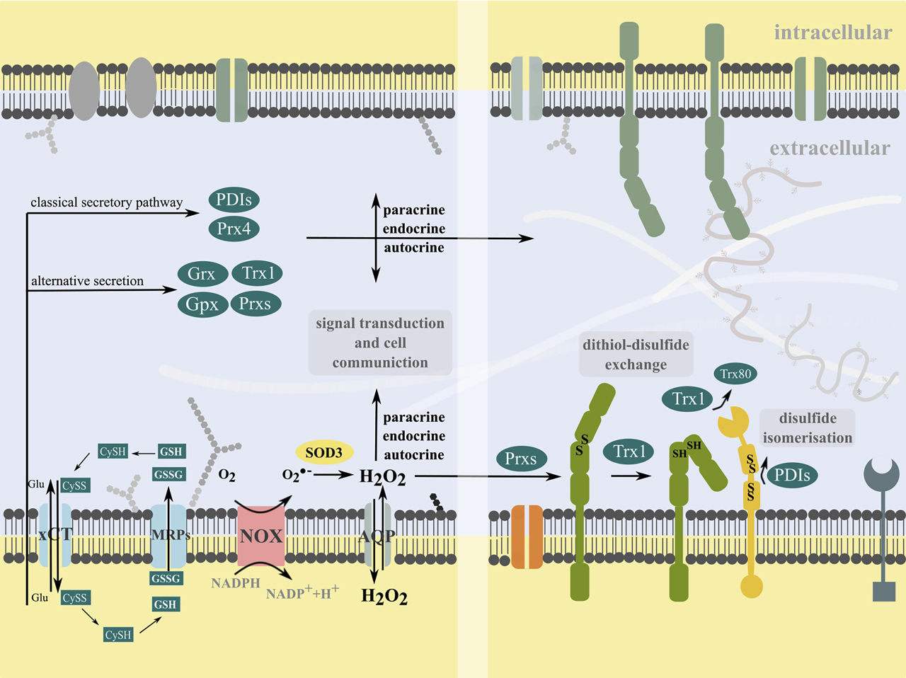 Figure 1: Extracellular redox signaling and cell communication.Cells can produce superoxide and hydrogen peroxide at the plasma membrane by NADPH oxidases (NOX) and extracellular superoxide dismutase 3 (SOD3). Hydrogen peroxide can bidirectional pass the plasma membrane directly or via aquaporins (AQP), acting in intracellular signal transduction. Moreover, it can participate in extracellular signal transduction by the oxidation of membrane proteins. The xCT transporter mediates the cystine-cysteine shuttle. Cells release various redox active molecules, including glutathione (GSH, GSSG) via multidrug resistance proteins (MRPs) and members of the Thioredoxin (Trx) family of proteins, i.e. Trx1, glutaredoxins (Grx), glutathione peroxidase (GPx), peroxiredoxins (Prx) and protein disulfide isomerases (PDI) via classical and non-classical secretory pathways. Some redoxins can also associate with the membrane (not shown). Trx1 can be cleaved by a membrane-metalloprotease to a truncated form, named Trx80. These redox molecules can participate in transcellular communication and autocrine, endocrine and paracrine signal transduction, e.g. by catalyzing dithiol-disulfide exchange reactions or disulfide isomerization of specific thiol switches in the ectodomains of membrane proteins or independent of their redox activity.