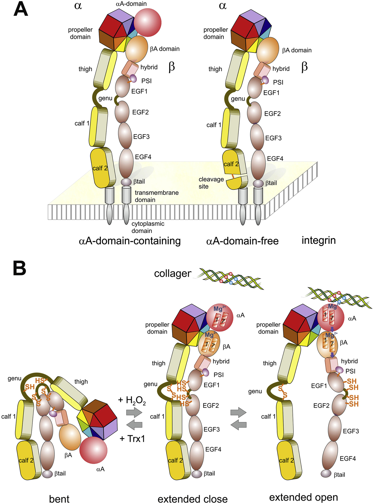 Figure 2: Domain structure (A) and conformation changes within the ectodomains (B) of integrins. (A) Integrins consists of two non-covalently associated glycoprotein subunits, α and β. In both subunits, several different domains form the ectodomain, which is anchored by a single span α-helical transmembrane domain with a C-terminally adjacent cytoplasmic domain. Depending on the presence of an additional A-domain within the α-subunit, they are divided into subsets of αA domain-containing (left) and αA domain-free (right) integrins. The latter are proteolytically cleaved within the calf 2 domain of the α-chain. (B) The ectodomains undergoes changes between a bent, extended close and extended open conformation, which influences ligand binding. Vice versa, the conformational changes are regulated by ligand binding, intracellular signaling molecules, divalent cations and redox-modifiable pairs of cysteines. These potential thiol switches are indicated within the α hinge domain and within the EFG1 and EGF2-domain of the β-chain. Oxidation/closing of the α hinge thiol switch with H2O2 is connected with ectodomains extension, while Trx1 reduces the disulfide and converts the integrin from the extended to bent conformation (Bergerhausen et al. 2020). The effect of oxidation/reduction of the thiol switches of the β-chains seem to depend on the respective disulfide bridge (Zhang et al. 2013). During the conversion from the extended close to the extended open conformation, the legs of both subunits segregate. This conformational change is triggered by a ligand-induced shift of α helices 1 and 7 within the α-subunit A-domain (αA), and subsequently within the βA domain, which make the hybrid-PSI and EGF1-domain swing out. In αA-domain-free integrins, the ECM ligand directly interacts with the βA-domain and triggers a similar movement of its α helices 1 and 7.