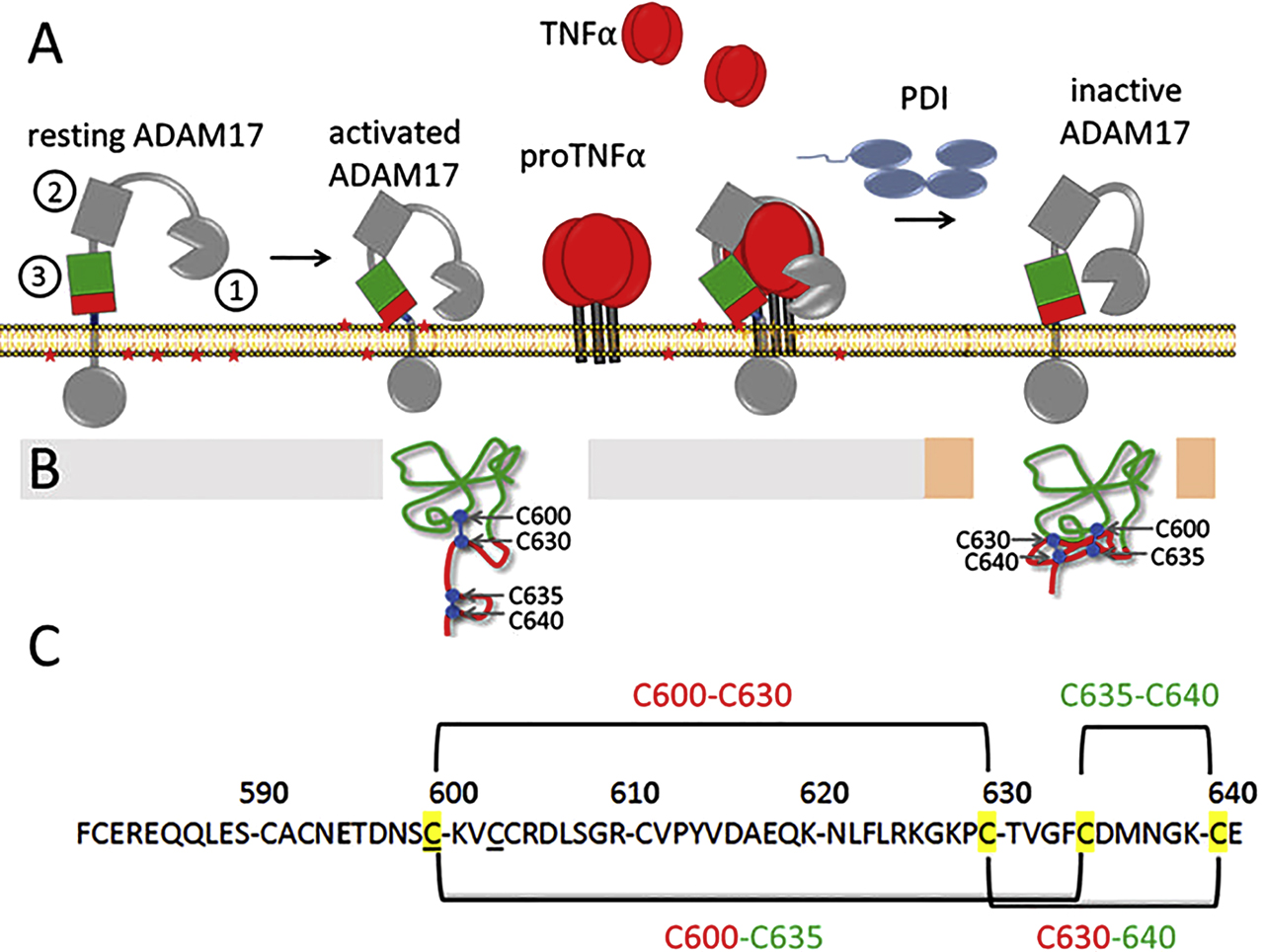 Figure 4: The activity of ADAM17 depends on its disulfide pattern. (A) ADAM17 is inactive in resting cells. Activation leads to exposure of phosphatidylserine (PS) head groups (red stars) that interact with the membrane-proximal domain (MPD) of ADAM17, The extracellular domains of ADAM17 on the cell surface are marked as follows: 1: Metalloprotease domain, 2: Disintegrin domain, 3: MPD, CANDIS is stained blue and is located between the MPD and the plasma membrane. This interaction moves the catalytic domain towards the membrane where the cleavage sites of their substrates are located. ADAM17 is regulated via two disulfide bonds. PDIs catalyze the thiol switch, resulting in a structural change that cancels the interaction with PS and substrates and inactivates the metalloprotease. (B) Structure of MPD in its open conformation existing in dormant activatable and catalytically active ADAM17 and the structure of closed MPD of inactivated ADAM17. (C) Shown is the pattern of the two disulfide bridges constituting the thiol switch. In the open MPD, the two disulfide bridges are arranged in a linear pattern, so that the C-terminal part is flexible and can interact with PS and substrates. The thiol switch leads to isomerization in a superimposed arrangement, resulting in a compact structure with a hidden PS binding motif.