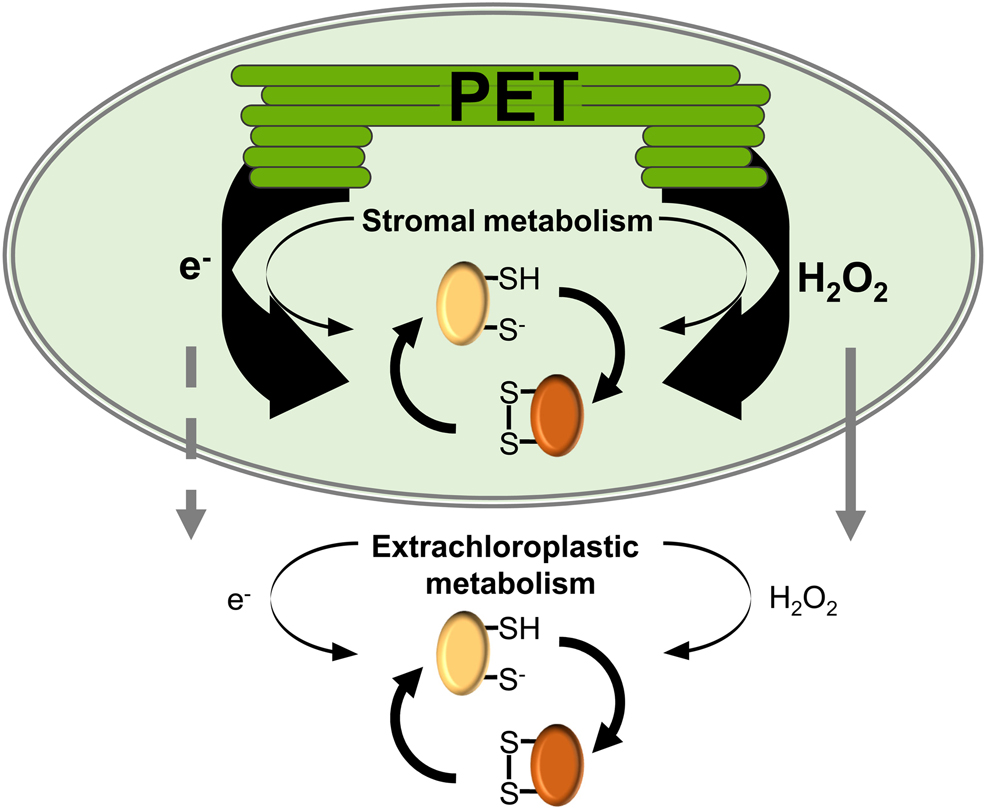 Figure 1: Schematic illustration of antagonistic reducing and oxidizing powers acting on proteins with thiol moieties and low-molecular weight thiol metabolites.In chloroplasts, the redox status of protein Cys and metabolites is dominated by inputs of electrons and H2O2 from photosynthesis. Stromal metabolism has only a minor impact during active photosynthesis. Compared with other compartments, photosynthetic electron transport takes the dominating role for supply of reducing capacity in chloroplasts. This makes the stroma the major ‘redox battle ground’ with respect to electron flux through the Cys-based redox systems in the cell. Thus, sophisticated means are essential to maintain balance between the processes involved, such that appropriate Cys-based redox switching and signaling remains possible. Schematic Cys-based redox switch illustrates both proteins as well as glutathione. While Cys-based redox dynamics in the stroma are separated from those in the cytosol, export of NAD(P)H-based redox equivalents, e.g., via the triose-phosphate and the malate-oxaloacetate shuttles (dashed grey arrow) and release of surplus H2O2 (solid grey arrow) from the chloroplasts also impact on redox metabolism in cell compartments beyond the chloroplast.