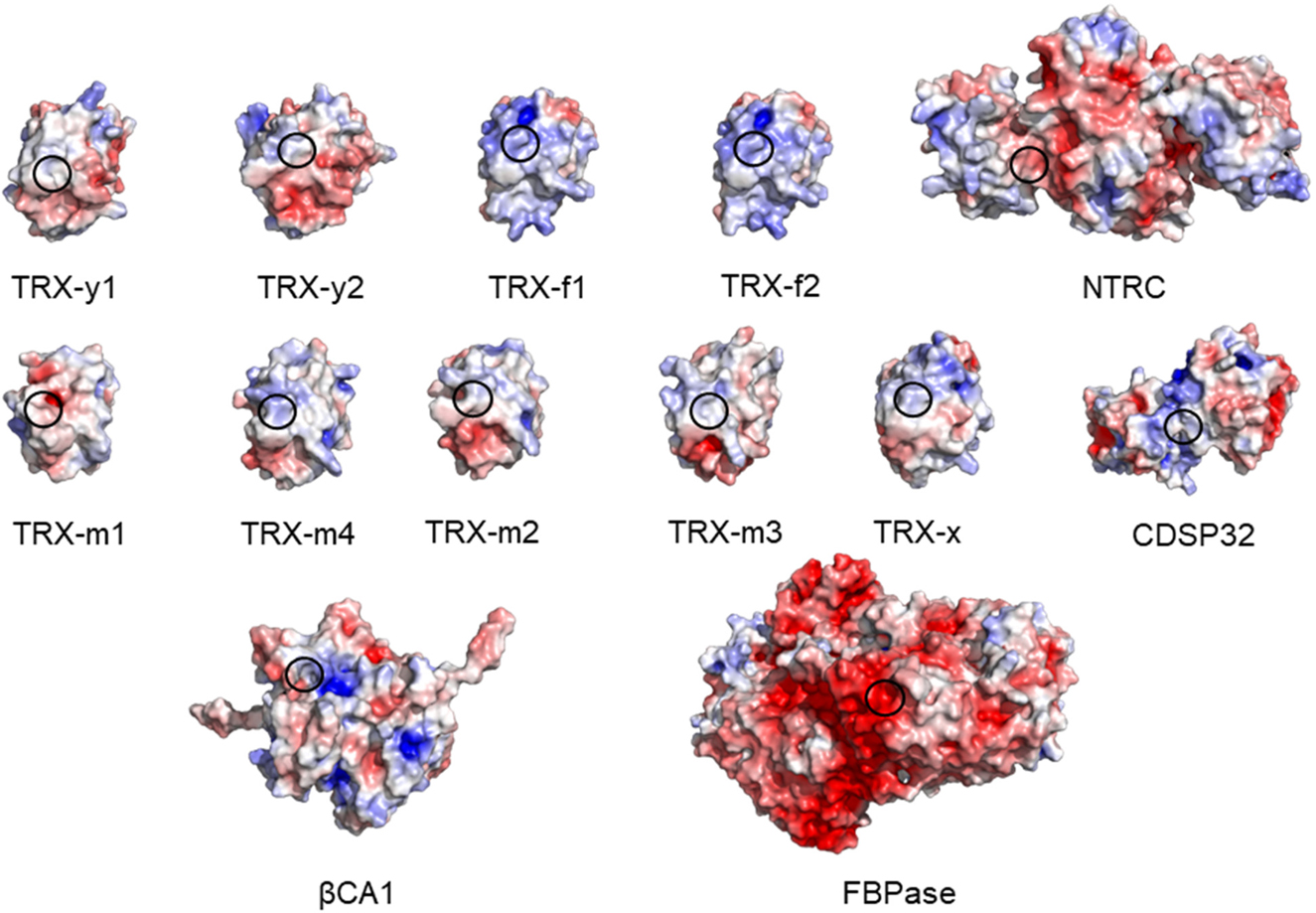 Figure 2: Electrostatic surfaces of the different chloroplastic TRXs and their targets βCA1 and FBPase.The TRXs are ordered from best reductant (TRX-y1) to inefficient reductant (CDSP). Neutral and positive potentials ease reduction of β-carbonic anyhydrase 1 (βCA1) and positive potentials reduction of fructose-1,6-bisphosphatase (FBPase). The predicted protein structures were obtained from swissmodel.expasy.org, except of the βCA1 structure. The dimeric βCA1 structure derives from the octameric structure of βCA from Pisum sativum (pdb: 1ekj). The structures were analyzed using PyMOL 2.4 together with the ABPS/pdb2pqr plugin (Baker et al. 2001; Dolinsky et al. 2004, 2007; Schrödinger 2015). The regions of the redox-sensitive cysteines are within the black circles. Blue: positive, red: negative potential.