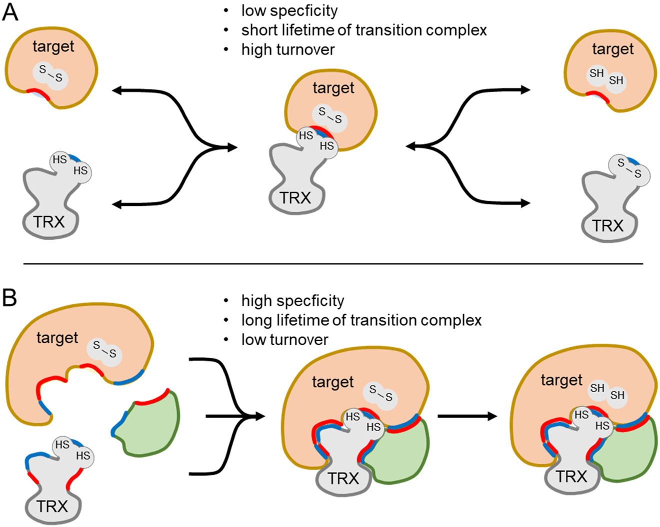 Figure 3: Two scenarios for thioredoxin (TRX) function in redox signaling.(A) Reduced TRX binds to target protein in a short-lived enzymatic reaction. Specificity is determined by small complementary interfaces (electrostatic properties, red and blue) and therefore not exclusive. (B) Extended complementary interfaces of TRXs and additional factors (green) and the target protein facilitate the assembly of regulatory modules. This process increases the specificity at the cost of decreased turnover.