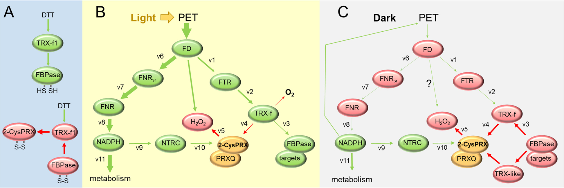 Figure 4: Synergism and antagonism in redox regulatory electron flow.(A) In vitro regulation of fructose-1,6-bisphosphatase (FBPase). In an enzyme assay, low concentrations of dithiothreitol in conjunction with TRX-f activate FBPase in the presence of its substrate FBP. Addition of excess amounts of oxidized 2-CysPRX rapidly inactivates FBPase in vitro in the presence of TRX-f (Vaseghi et al. 2018). (B) Redox regulatory network of the chloroplast comprising the electron flow from photosynthetic electron transport chain (PET) to NADPH and metabolism, NADPH-dependent thioredoxin (TRX) reductase C (NTRC) and 2-CysPRX and as second branch ferredoxin (FD)-dependent TRX reductase (FTR), TRX-f and FBPase. In the light there is sufficient electron pressure to reduce FBPase despite continuous electron drainage by PRXs. Upon darkening, 2-CysPRX rapidly drains electrons from TRX-f, which in turn oxidizes the regulatory Cys of FBPase or other targets. Other TRXs such as TRX-like and Lilium-TRX contributes to the regulatory electron flow. The central part of this network was mathematically simulated by Gerken et al. (2020) using the available and estimated velocity constants v1-v10. Additions not being part of the simulation are PRXQ, TRX-like and other targets.