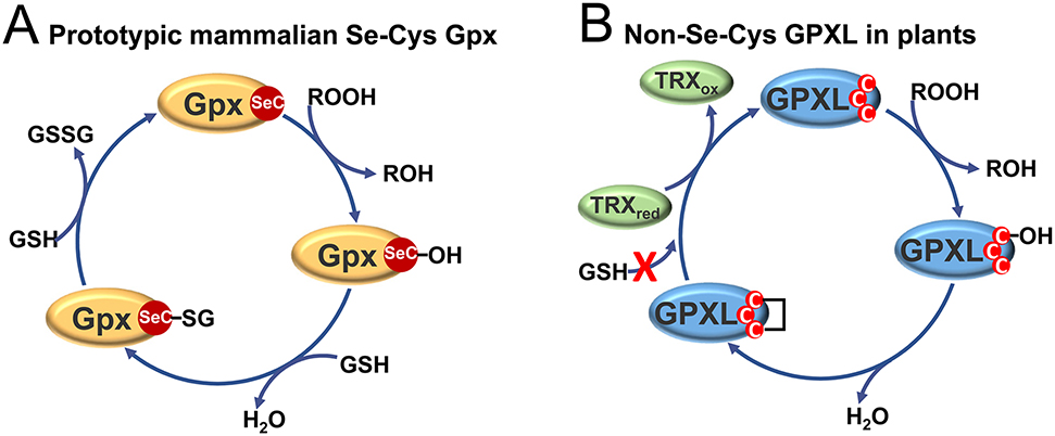 Figure 5: Models depicting the catalytic cycle of different members of the glutathione peroxidase family.Hydrogen peroxide and organic hydroperoxides (ROOH) are degraded in part by different types of peroxidases of the entire glutathione peroxidase (Gpx) superfamily, which is represented in all kingdoms. While in mammalian cells, classical selenocysteine (SeC) Gpx receives electrons from GSH (panel A), plant GPXLs are not reduced by GSH but use thioredoxin (TRX) as electron donors instead (panel B). During the catalytic cycle, two of the three cysteines (C) in the active site of GPXLs form a disulfide bridge that is subsequently reduced by TRX.