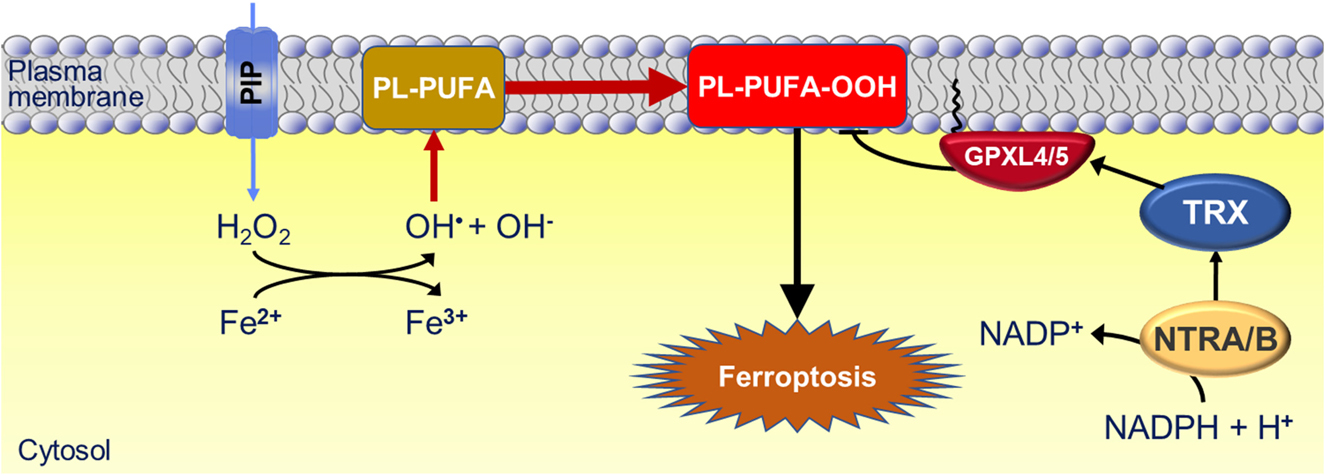 Figure 6: Model for iron- and H2O2-dependent lipid peroxidation resulting in ferroptosis in plants.Peroxidation of phospholipid polyunsaturated fatty acids (PL-PUFA) leads to PL-PUFA hydroperoxides (PL-PUFA-OOH) which, if not efficiently removed, trigger ferroptosis. Accumulation of PL-PUFA-OOH is presumably prevented by glutathione peroxidase-like enzymes GPXL4 and 5, which are both attached to the plasma membrane with a myristoyl residue. Electrons for peroxide reduction are likely to be provided by NADPH through the TRX/NTR system.