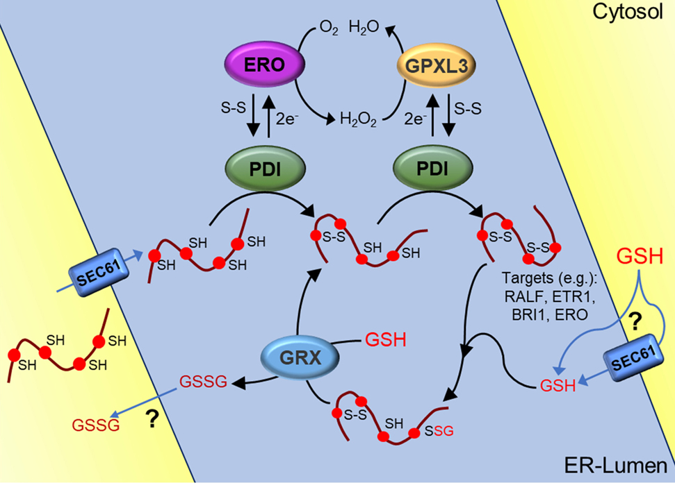Figure 7: Pathways for oxidative protein folding in the endoplasmic reticulum.After entering the ER, free thiols in nascent proteins get oxidized by protein disulfide isomerases (PDIs). PDIs are subsequently re-oxidized by ER thiol oxidase (ERO), which transfers the electrons further to O2. H2O2 produced during this process is further reduced to H2O by GPXL3, which in turn might also be reduced by PDIs. In this way, four electrons originating from the formation of two disulfide bridges on nascent proteins can be transferred to O2. Targets of disulfide formation include, amongst others, secreted rapid alkalinization factor (RALF), the brassinosteroid receptor (BRI1) and the ethylene receptor (ETR1). Furthermore, ERO itself may be a target to modulate its activity. GSH entering the ER along its concentration gradient through the translocon SEC61 may resolve some disulfides, particularly thermodynamically less stable, incorrect disulfides. The resulting glutathionylated intermediate becomes a substrate for luminal GRXs that deglutathionylate the respective Cys and thus feed the partially folded protein back to PDIs. For the GSSG formed in this step the fate is not clear. It could either be exported to the cytosol for reduction or, alternatively, also oxidize PDIs (not shown). It should also be noted that depicted reactions formally are equilibrium reactions and may well run backwards if changes in reductive and oxidative power occur.