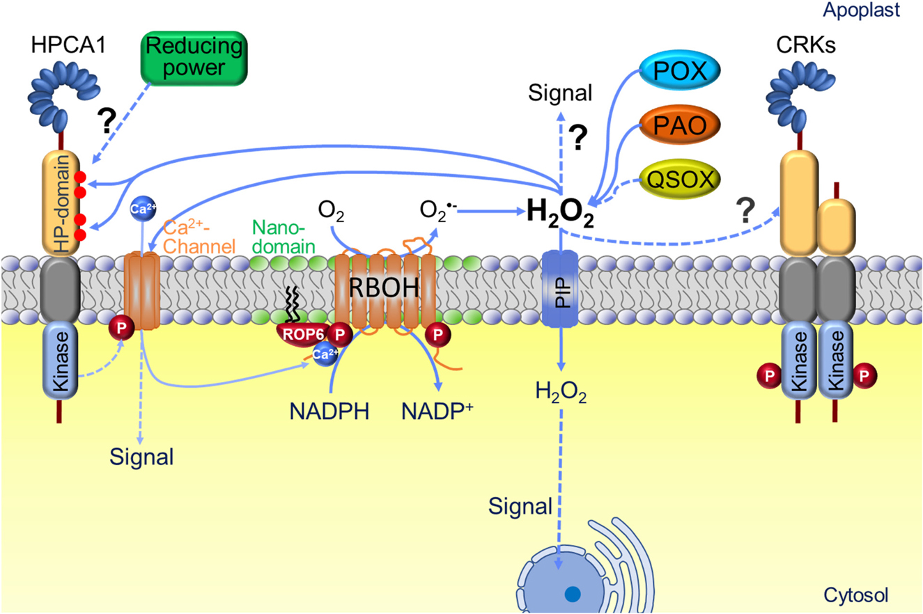 Figure 8: ROS and redox signaling processes in the apoplast.Production of H2O2 in the apoplast results from multiple sources. NADPH oxidases (RBOHs) produce superoxide (O2−), which is converted to H2O2 although it is not known whether this conversion occurs enzymatically or non-enzymatically. Other sources of H2O2 may include different apoplastic class III peroxidases (POX), polyamine oxidases (PAO) and possibly quiescin sulfhydryl oxidases (QSOX), which have also been found in the extracellular proteome. H2O2 may exhibit some signal function in the apoplast. Apoplastic H2O2 is known to activate Ca2+ channels and may also affect cysteine-rich-repeat receptor kinases (CRKs). Direct activation of the receptor-like kinase hydrogen-peroxided-induced Ca2+ increase 1 (HPCA1) by H2O2 depends on four exposed extracellular cysteines (red dots). A functional receptor for H2O2 in the apoplast, however, would require the presence of an efficient reducing power that could act against a high background of H2O2 mediated oxidation. Such a system is as yet unknown. For intracellular signaling H2O2 is admitted to the cytosol via aquaporins (PIP). Efficient production of extracellular O2− by RBOHs involves multiple regulatory inputs including Ca2+-binding, phosphorylation and also interaction with the small Rho-GTPase ROP6 that may trigger the formation of RBOH nanoclusters in nanodomains of the membrane. Solid arrows: confirmed reactions and inputs; dashed arrows: hypothetical reactions and signaling pathways not understood in their molecular details.