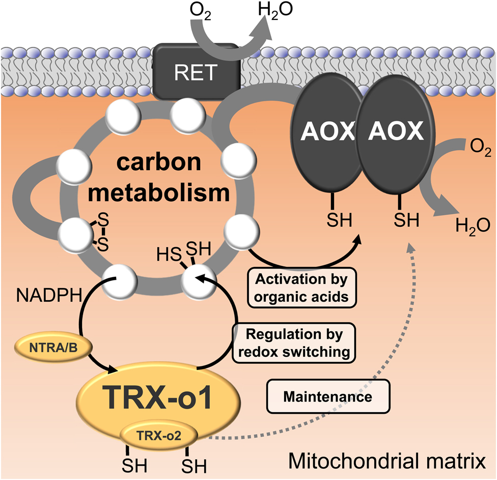 Figure 9: Schematic model of redox regulation of plant mitochondrial respiration.While the thiols of alternative oxidase (AOX) are efficiently maintained, even in the absence of thioredoxin-o1 (TRX-o1), carbon metabolism is de-regulated in the absence of TRX-o1 running at increased rates. AOX activity is unlikely to be redox-regulated, but the Cys thiols are maintained in a reduced state in vivo. Instead AOX is activated by organic acids, the concentration of which depends on redox regulation of carbon metabolism. TRX-o1 is the most abundant TRX in the A. thaliana mitochondrion, followed by TRX-o2 and receives electrons from matrix metabolism via NADPH and NADPH-dependent TRX reductases A and B (NTRA/B).