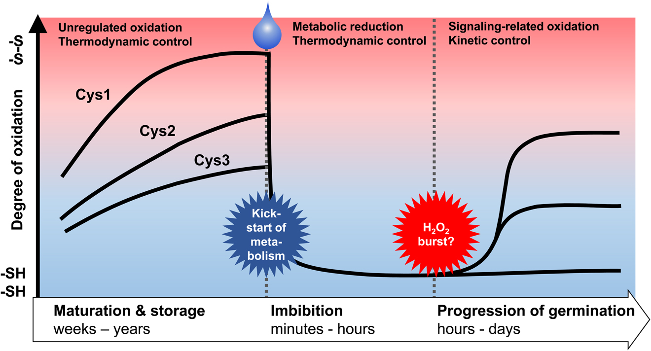 Figure 10: Model of the dominating Cys redox dynamics in different stages of seed germination.While the pronounced reductive transition at imbibition is driven by the thioredoxin and the glutathione systems based on NADPH-derived from metabolism, oxidation due to an RBOH-mediated H2O2 burst is also likely to rely on the availability of NADPH. The indicated changes apply for most exposed, redox-responsive Cys in cell compartments where thiols dominate after completed germination, e.g., in the cytosol and the mitochondrial matrix, but not in compartments in which active Cys oxidation is maintained, e.g., the ER.