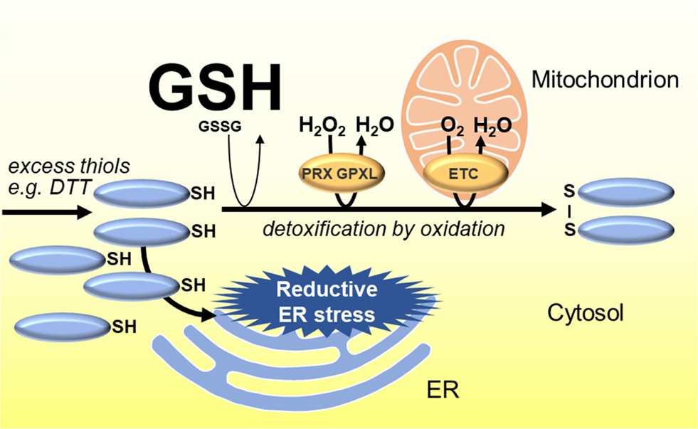 Figure 11: The role of the mitochondrial respiratory chain in alleviating thiol-based reductive stress.Excess thiol-based reductant (blue ellipses), which may enter the cell as a xenobiotic, like dithiothreitol (DTT), or may be generated endogenously, has only minor quantitative impact on Cys in the cytosol, most of which are strongly reduced (blue background). The glutathione pool is highly reduced (GSH:GSSG at least 50,000:1), meaning that excess electrons cannot be buffered and reductive stress does not occur in the cytosol, even though a few specific protein thiols will be affected. Instead, thiol molecules may enter other cell compartments, like the ER, where significant amounts of oxidized Cys are present (red) and lead to reductive stress. To alleviate reductant load and safeguard oxidizing compartments, oxidation strategies are likely to include oxidation through thiol peroxidases, such as peroxiredoxins (PRX) and glutathione peroxidase-like (GPXL). Recent data also point towards mitochondrial respiratory electron transport (RET) as a high capacity mechanism for the detoxification of thiols by oxidation, raising the hypothesis of a new mode of interorganellar redox crosstalk. Note the rates by which mitochondria are able to accept electrons from thiols are currently speculative and requires further investigation.
