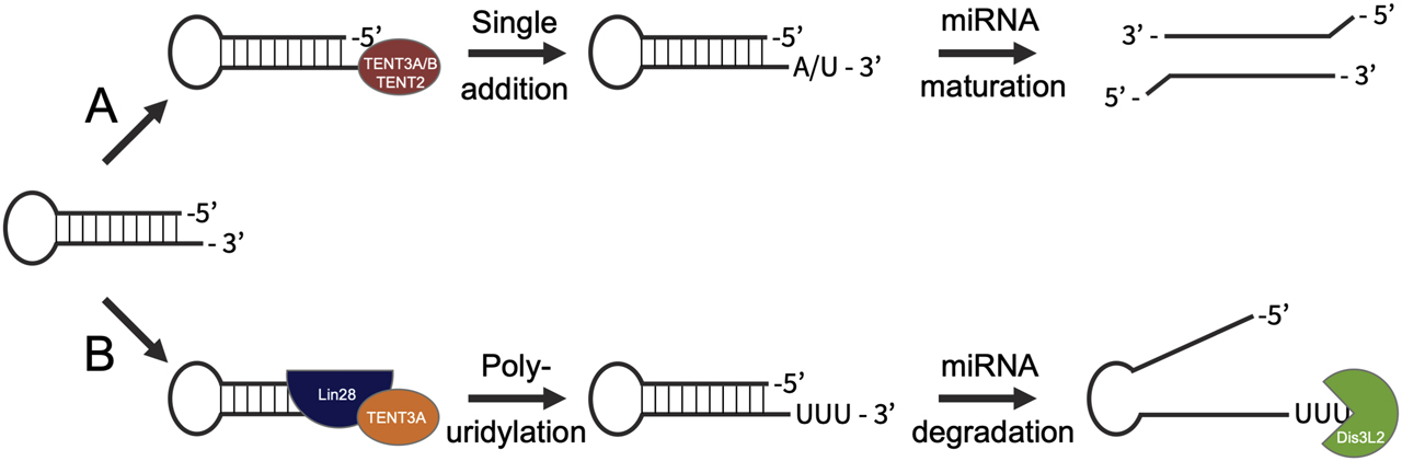 Figure 2:
microRNA maturation and degradation is regulated by untemplated nucleotide additions.
(A) Pre-miRNAs with 1-nt 3′-overhangs may be monouridylated by TENT3A/B or monoadenylated by TENT2 as part of maturation (red). Once mono-uridylated or -adenylated, the pre-miRNA is processed by DICER/Drosha into the mature miRNA, followed by strand selection and incorporation into the RISC. (B) When recruited by Lin28 (blue), TENT3A (orange) may polyuridylate, rather than monouridylate, pre-miRNAs, suppressing their maturation and processing by DICER/Drosha and marking them for degradation by the U-specific 3′-5′ exoribonuclease Dis3L2 (green).
