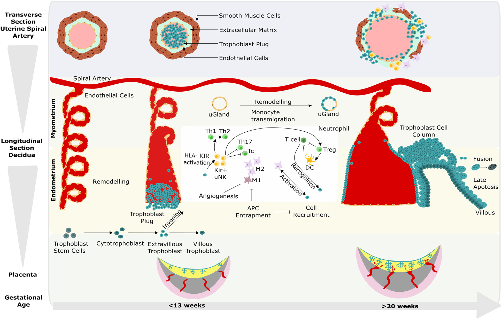 Figure 1: 
Spiral artery remodelling and biological processes in placenta development according to gestational age.
Placental development processes are meticulously coordinated. Any disturbance of the environment through oxidative stress or mitochondrial deregulation can lead to subsequent deregulation of these processes and placental dysfunction. Trophoblast stem cells differentiate into cytotrophoblasts and then extravillous trophoblasts, which invade the endometrium. Extravillous trophoblasts form plugs creating a hypoxic environment ideal for spiral artery remodelling. After 13 weeks gestational age, the plug progressively loosens until the blood flow is uninhibited and gas and nutrient exchange across the fetomaternal interface.
