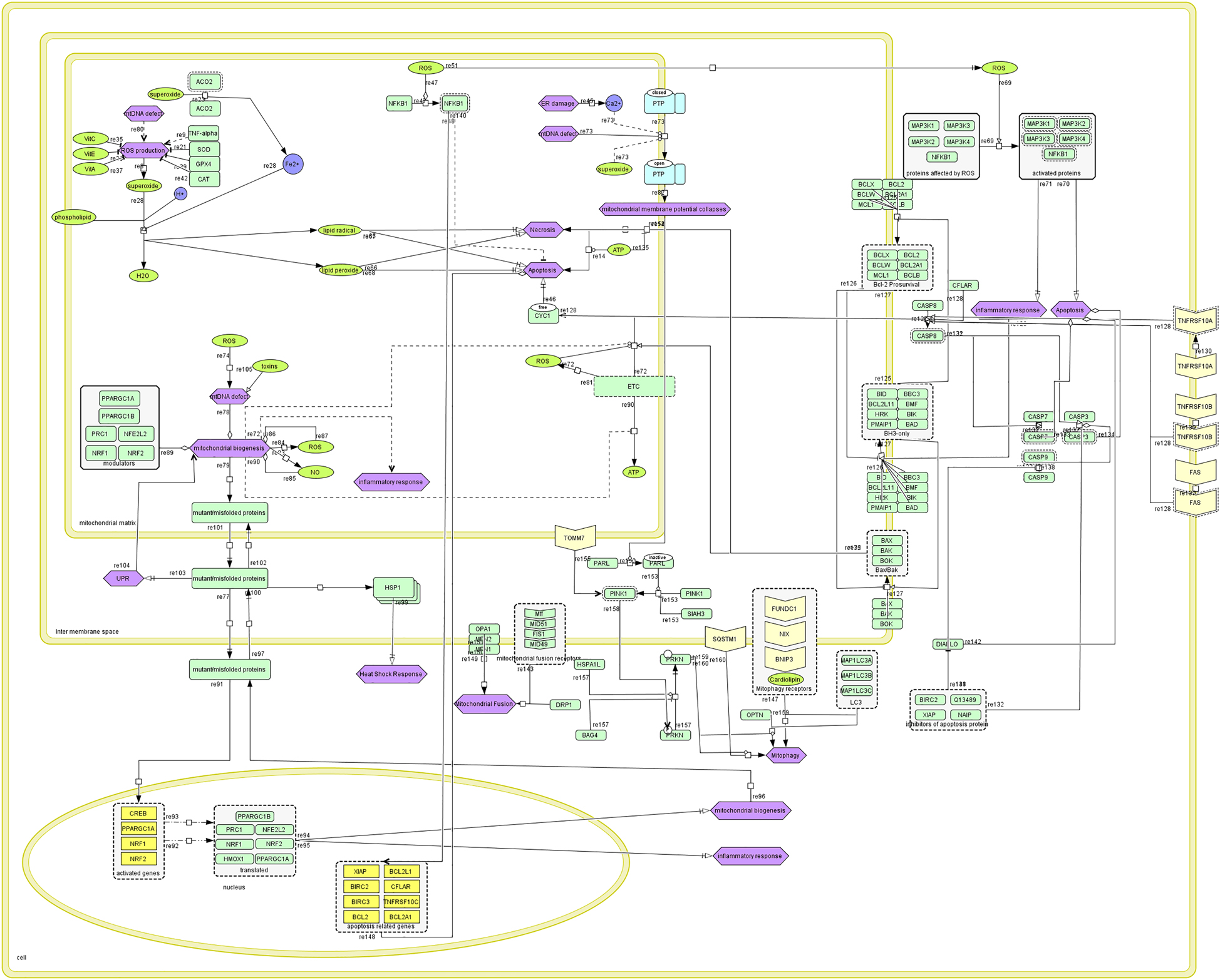 Figure 3: 
Mitochondrial dysfunction progress description and activity flow diagram.
Progress description and activity flow of genes, proteins and molecules associated with mitochondrial dysfunction, and their connection to apoptosis necrosis, mitochondrial fission and fusion, as well as mitophagy in their respective compartment (yellow lines = compartments, green rectangles = proteins, yellow polygon = receptor, bright green ovals = simple molecules, violet hexagon = phenotype, black rectangle = complex, black rectangle dashed line = hypothetical complex, yellow rectangle = gene, blue circle = ion, light blue rectangle = ion channel, arrow = reaction).
