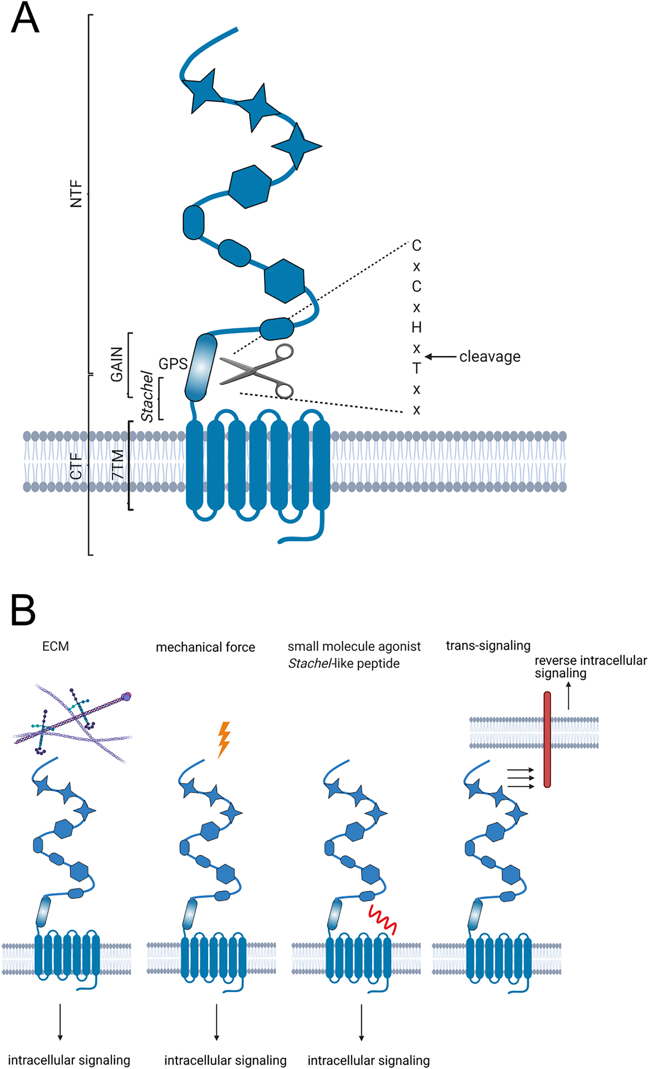 Figure 1:
Adhesion GPCR structure and activation.
(A) Schematic presentation of the aGPCR structure. Adhesion GPCRs possess a 7-transmembrane (7TM) domain and a large N-terminus containing several adhesive domains, which are depicted here schematically as star, ellipse, and hexagon. The characteristic feature of aGPCRs is the GAIN (GPCR autoproteolysis-inducing) domain where autoproteolytic cleavage occurs within the GPS (GPCR proteolytic site). The resulting N-terminal fragment (NTF) and C-terminal fragment (CTF) remain non-covalently attached to each other. The extracellular portion of the CTF harbors the tethered agonist sequence, called the Stachel. (B) Activation of aGPCRs can occur by interaction with extracellular matrix (ECM), mechanical force, or small molecule agonists. Artificial activation is achieved by peptides derived from the tethered agonist sequence. Another feature of aGPCRs is the possibility of trans-signaling by interaction with and activation of receptors from other cells.