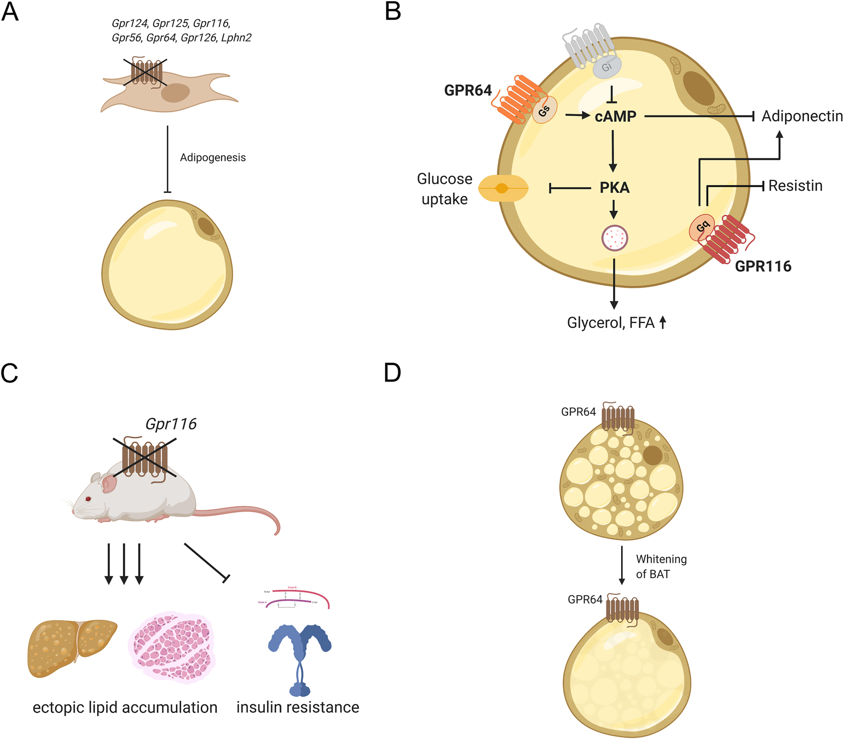 Figure 2:
Adhesion GPCR functions in WAT and BAT.
(A) Gpr124, Gpr125, Gpr116, Gpr56, Gpr64, Gpr126, and Lphn2 are involved in adipogenesis and knock-down of these receptors results in impaired differentiation of preadipocytes. (B) GPR64 and GPR116 are expressed on mature adipocytes and influence their function. Activation of GPR64 elevates intracellular cAMP and, such, stimulates protein kinase A, which regulates glucose uptake and lipolysis. Furthermore, elevated cAMP levels reduce adiponectin secretion. GPR116 modulates secretion of adiponectin and resistin most likely by activation of the Gq/11 pathway. (C) Adipose tissue-specific deletion of Gpr116 results in insulin resistance and ectopic fat accumulation in liver and skeletal muscle underlining the importance of this receptor in maintaining body’s energy homeostasis. (D) GPR64 is discussed to induce whitening of BAT.