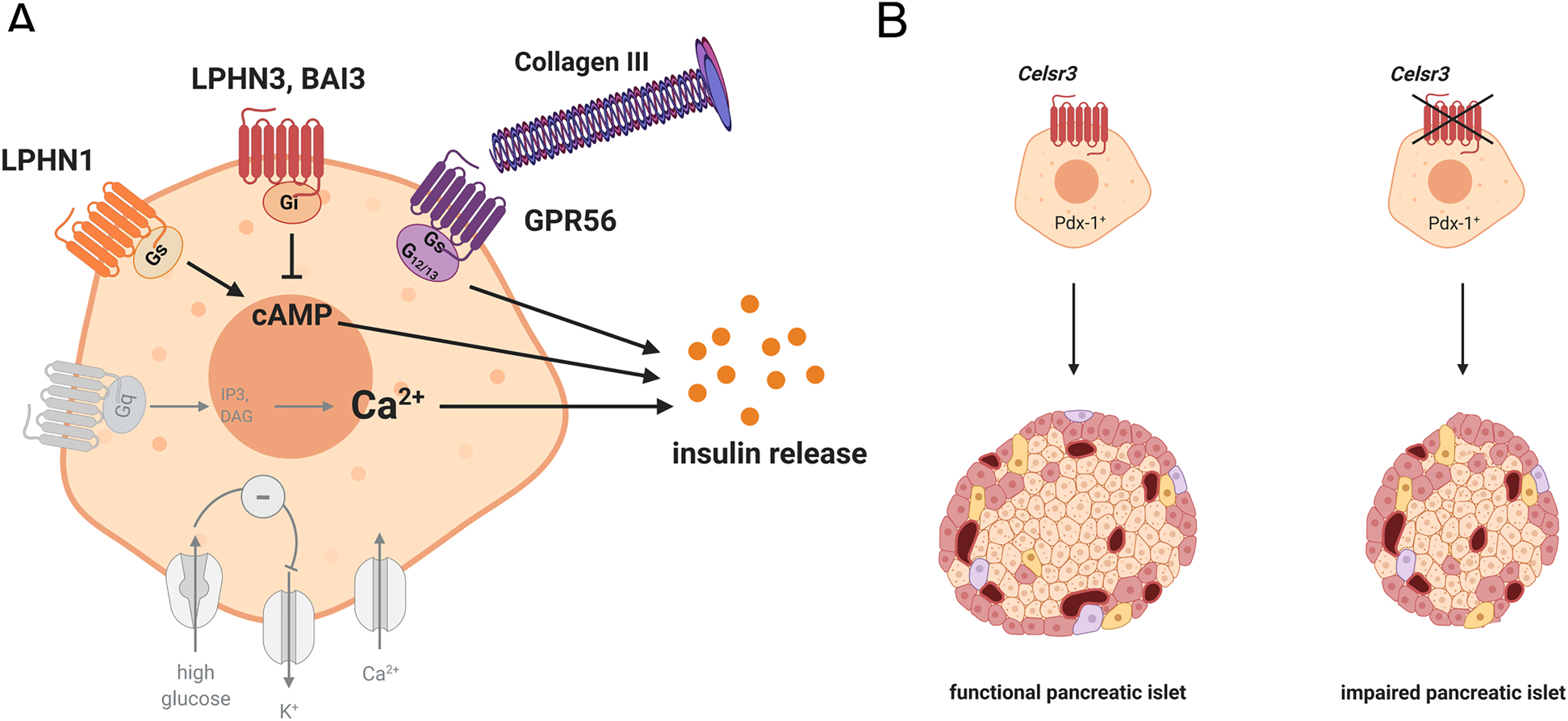 Figure 3:
Impact of aGPCRs on pancreatic islet function and development.
(A) Insulin secretion is modulated by G protein-signaling pathways induced by aGPCRs expressed on pancreatic β cells. Activation of LPHN1 increases intracellular cAMP and, therefore, insulin secretion, while LPHN3 and BAI3 reduce intracellular cAMP and insulin release upon activation. Gpr56 regulates β-cell viability and increases insulin secretion when activated by its ligand collagen III. (B) Deletion of Celsr3 in Pdx-positive islet progenitor cells results in reduced β-cell amount, eventually leading to impaired insulin secretion.
