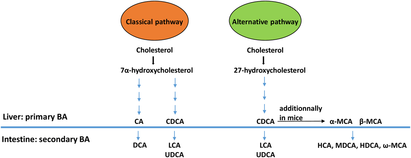 Figure 1: 
Synthesis of primary and secondary bile acids in the liver and intestine.
BA (bile acids), CA (cholic acid), CDCA (chenodeoxycholic acid), DCA (deoxycholic acid), LCA (lithocholic acid), UDCA (ursodeoxycholic acid), MCA (muricholic acid), HCA (hyocholic acid), HDCA (hyodeoxycholic acid), and MDCA (murideoxycholic acid).
