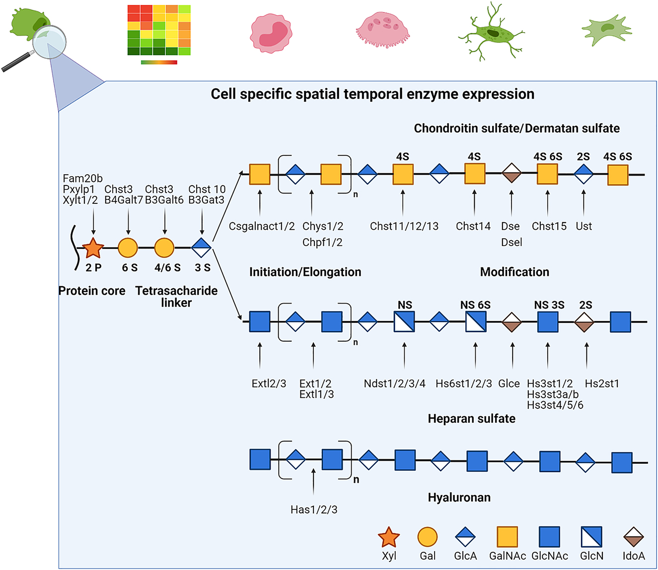 Figure 1:
Simplified glycosaminoglycan biosynthesis.
Glycosaminoglycans (GAGs) are non-templated polymers synthesized by the sequential action of enzymes whose presence are dependent on the cell type, developmental process or pathological composition of the cell. The basic subunit of a GAG is a disaccharide whose sequence can vary in the basic composition of the saccharide, the stereochemistry of the linkage, their acetylation and sulfation patterns. After variable elongation periods the final chain lengths can range from 1 to 25,000 disaccharide units. The addition to different proteoglycan core proteins at variable density and composition further adds diversity that vastly exceeds that of proteins and DNA.