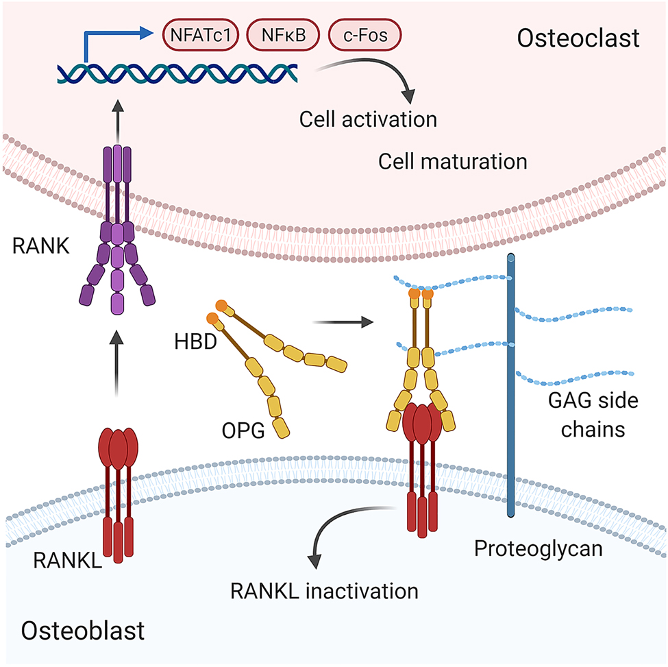 Figure 3:
Proposed model by which glycosaminoglycans alter the RANKL/OPG system.
The differentiation and activation of osteoclast precursor cells is markedly regulated by the RANKL/OPG axis. Soluble or membrane-bound receptor activator of NF-κB ligand (RANKL) is produced by osteoblasts and other stromal cells. By binding to its corresponding receptor RANK (receptor activator of NF-κB) on the surface of osteoclast and their precursors gene transcription regulating both osteoclast survival and maturation is activated. Osteoprotegerin (OPG) acts as a soluble decoy receptor for RANKL preventing excessive osteoclast formation. Through binding to GAG side chains of proteoglycans, OPG is brought in close proximity to the membrane-bound RANKL increasing the probability of successful engagement. Binding to GAGs also induces a significant conformational change of OPG, that might further facilitate OPG-RANKL interactions (Li et al. 2016; Théoleyre et al. 2006).