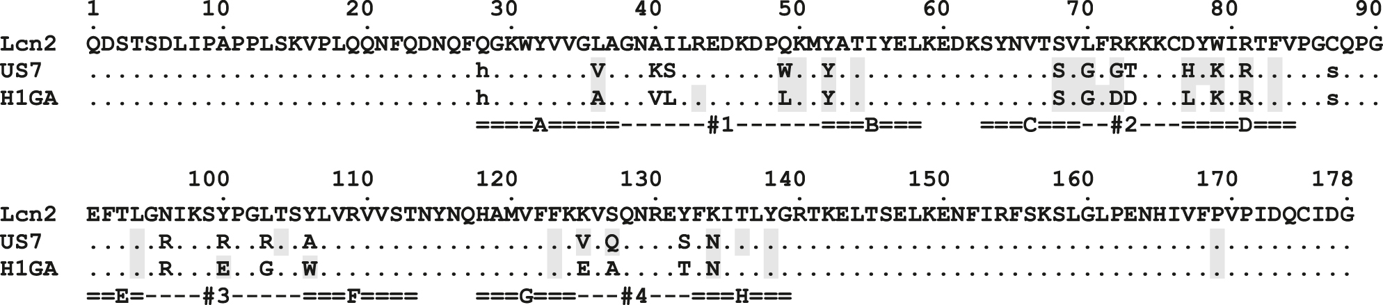 Figure 1: 
Amino acid sequence alignment of wtLcn2 with the Anticalins US7 and H1GA.
Residues that contact the Aβ40-peptide in the crystal structures (see Table 2) are highlighted using a gray background.
