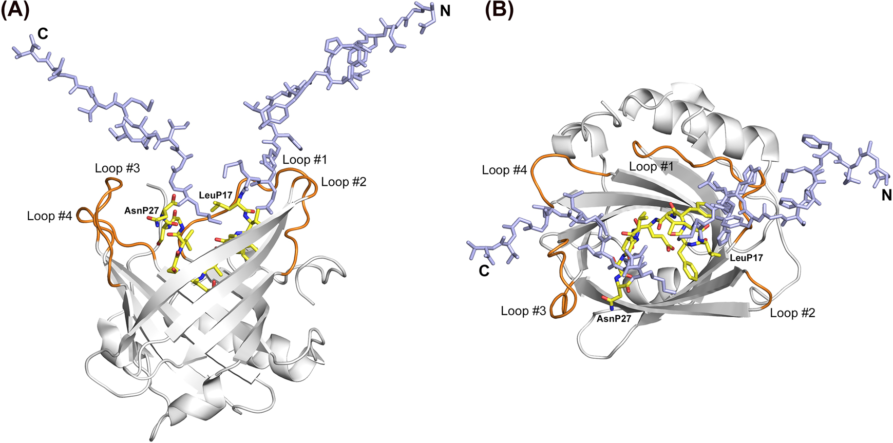Figure 2: 
Crystal structure of an anticalin in complex with the Aβ40 peptide.
(A) H1GA•Aβ40 side view (loops orange, peptide carbon atoms yellow); the disordered N- and C-termini (P1–P16 and P28–P40) of Aβ40 are colored light blue. (B) View into the binding site of the H1GA•Aβ40 complex, rotated by 90° around a horizontal axis. The first and last residues of the visible part of the Aβ40 peptide are labelled.
